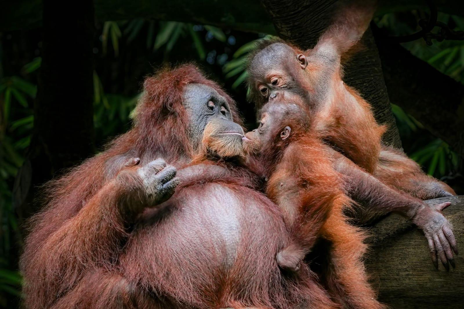 Orangutans, Indonesia