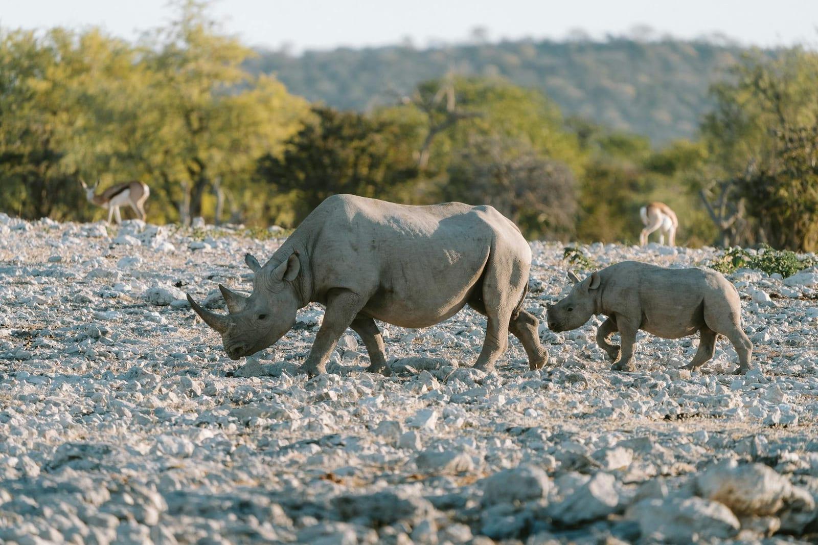 Rhinos, Namibia