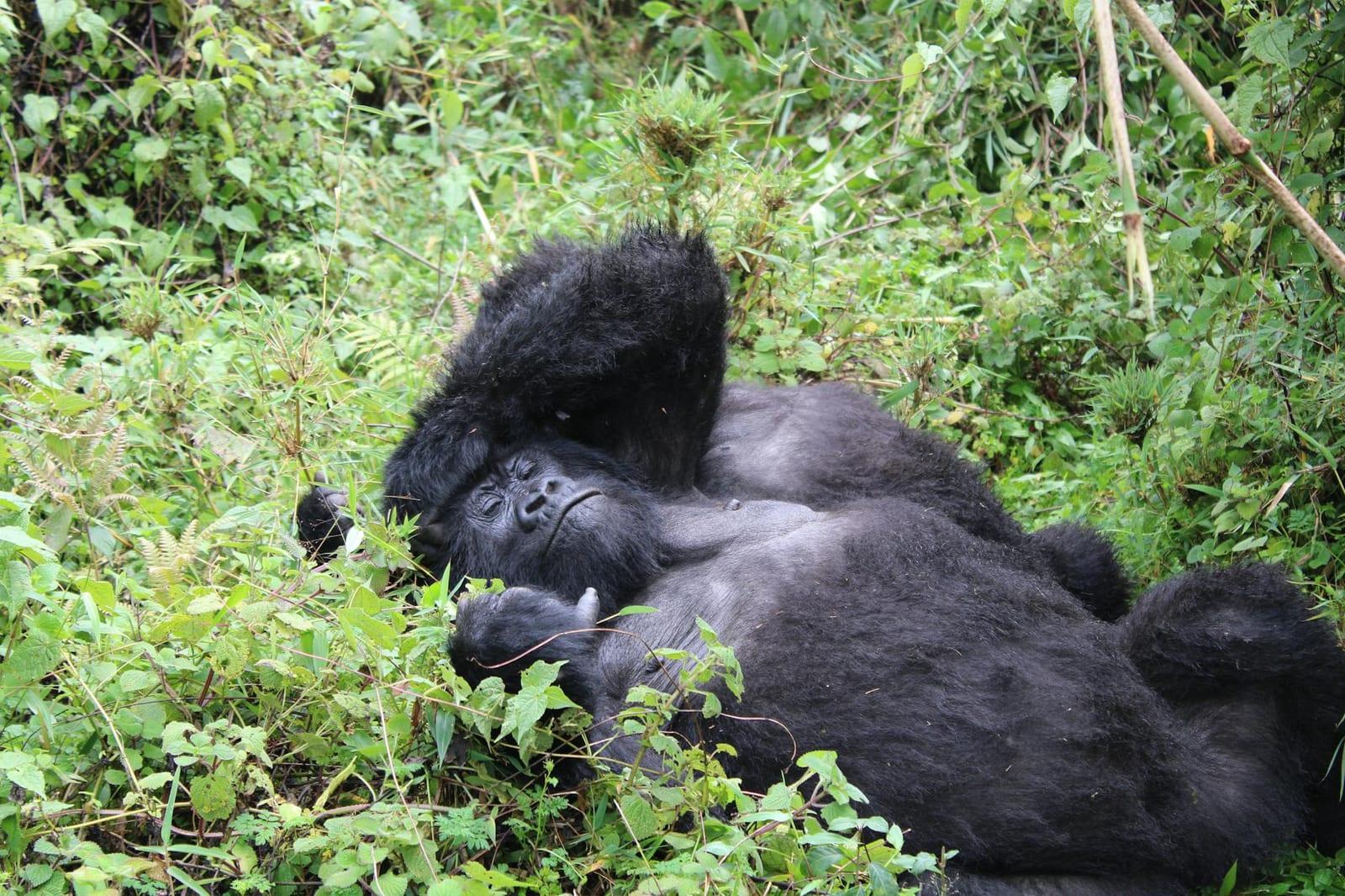 Gorillas, Rwanda