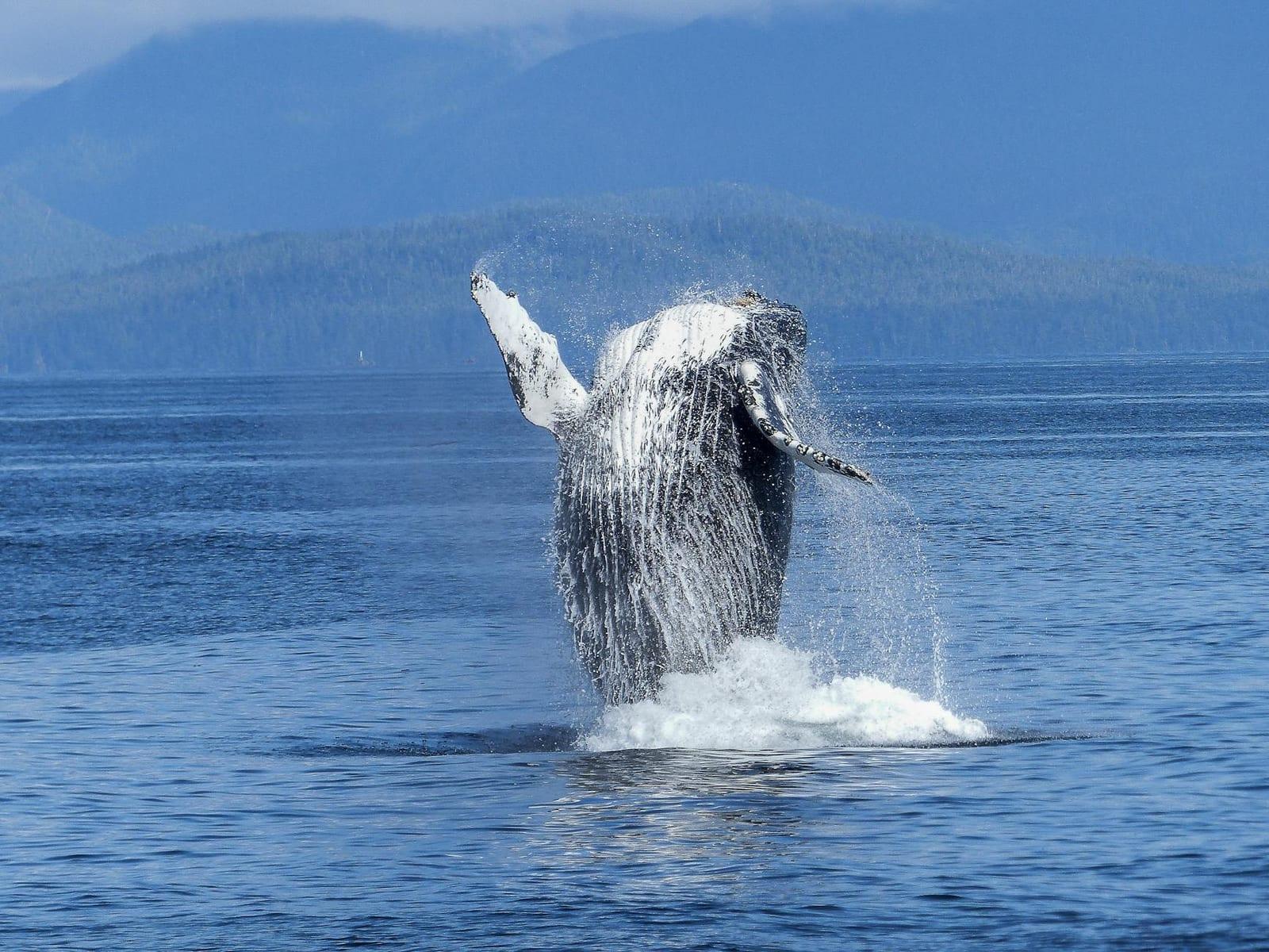 Humpbacks Breaching, United States