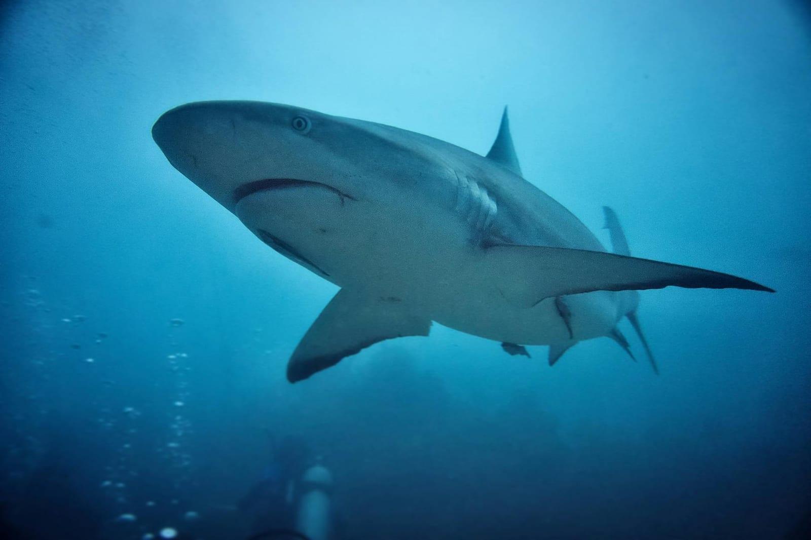 Sharks, South Africa