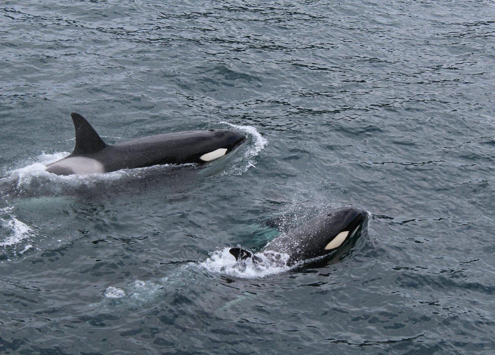 Orca, United States