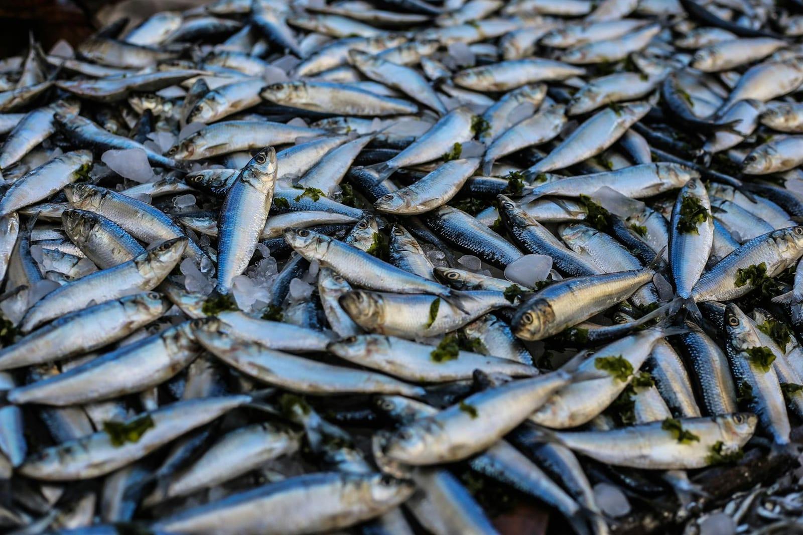 Sardine Run, South Africa