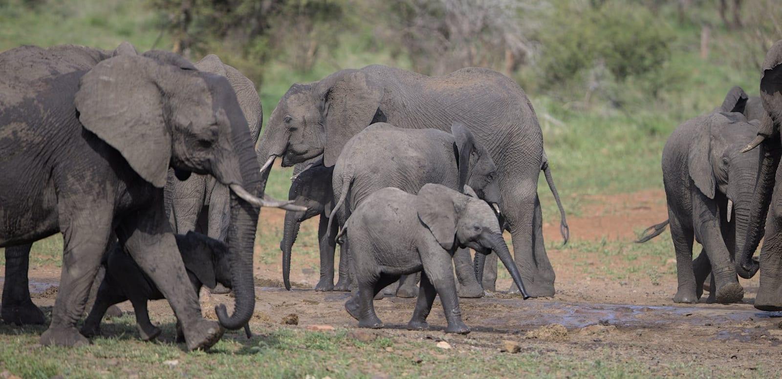 Pendjari National Park, Benin