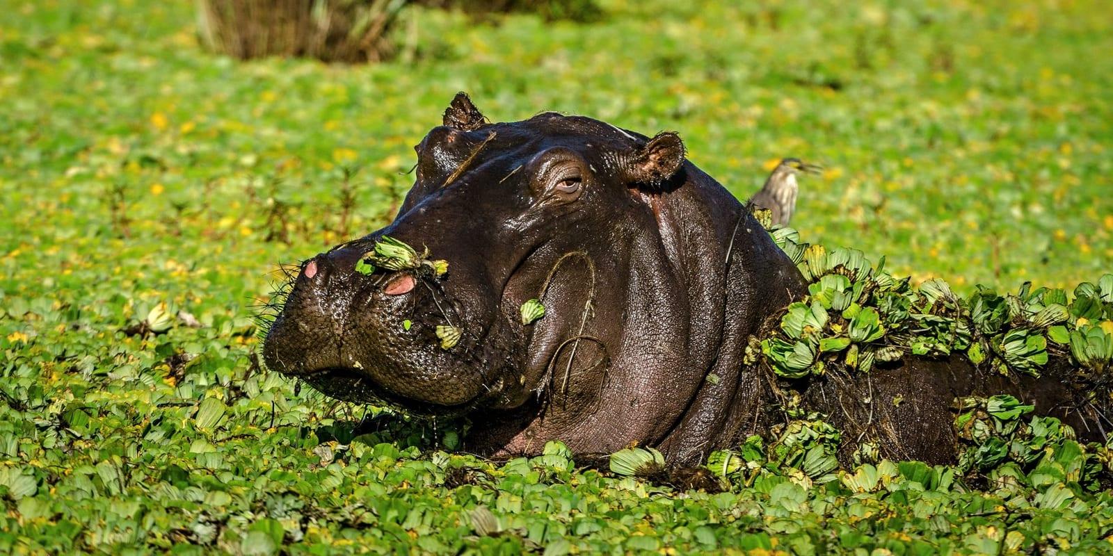 Manovo-Gounda-St. Floris National Park, Central African Republic