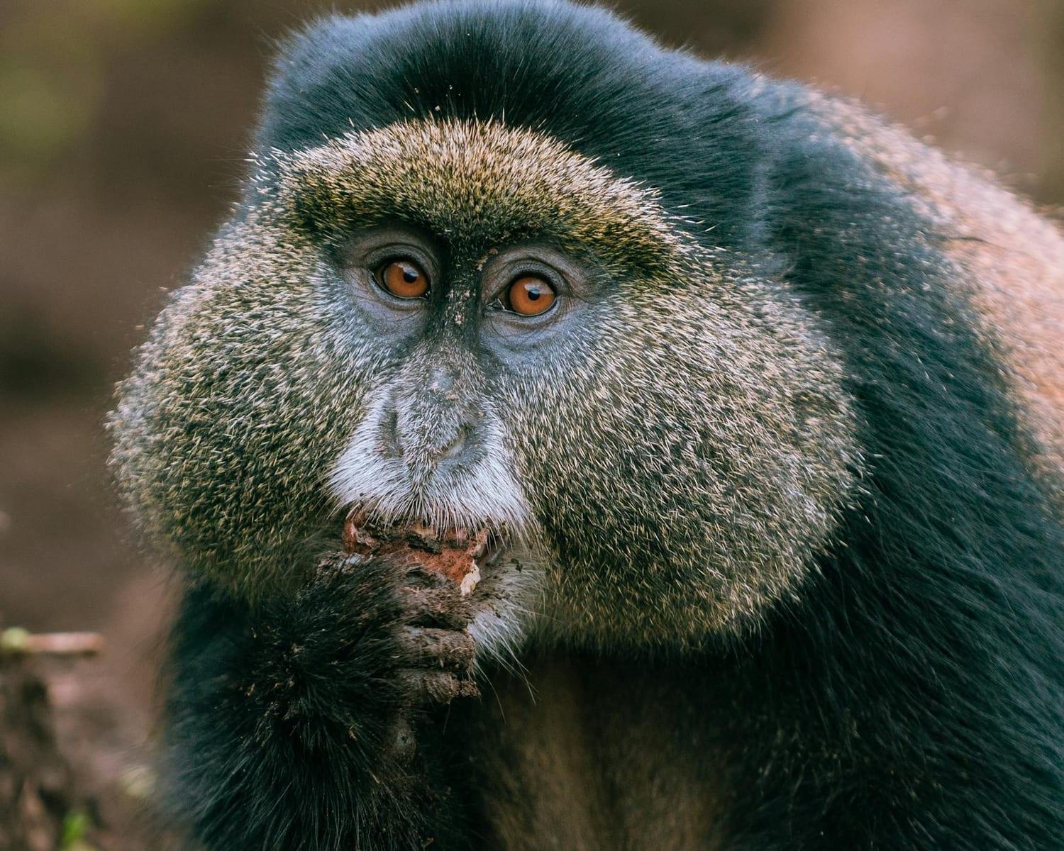 Conkouati-Douli National Park, Congo