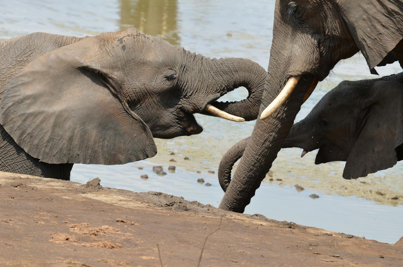 Garamba National Park, DR Congo