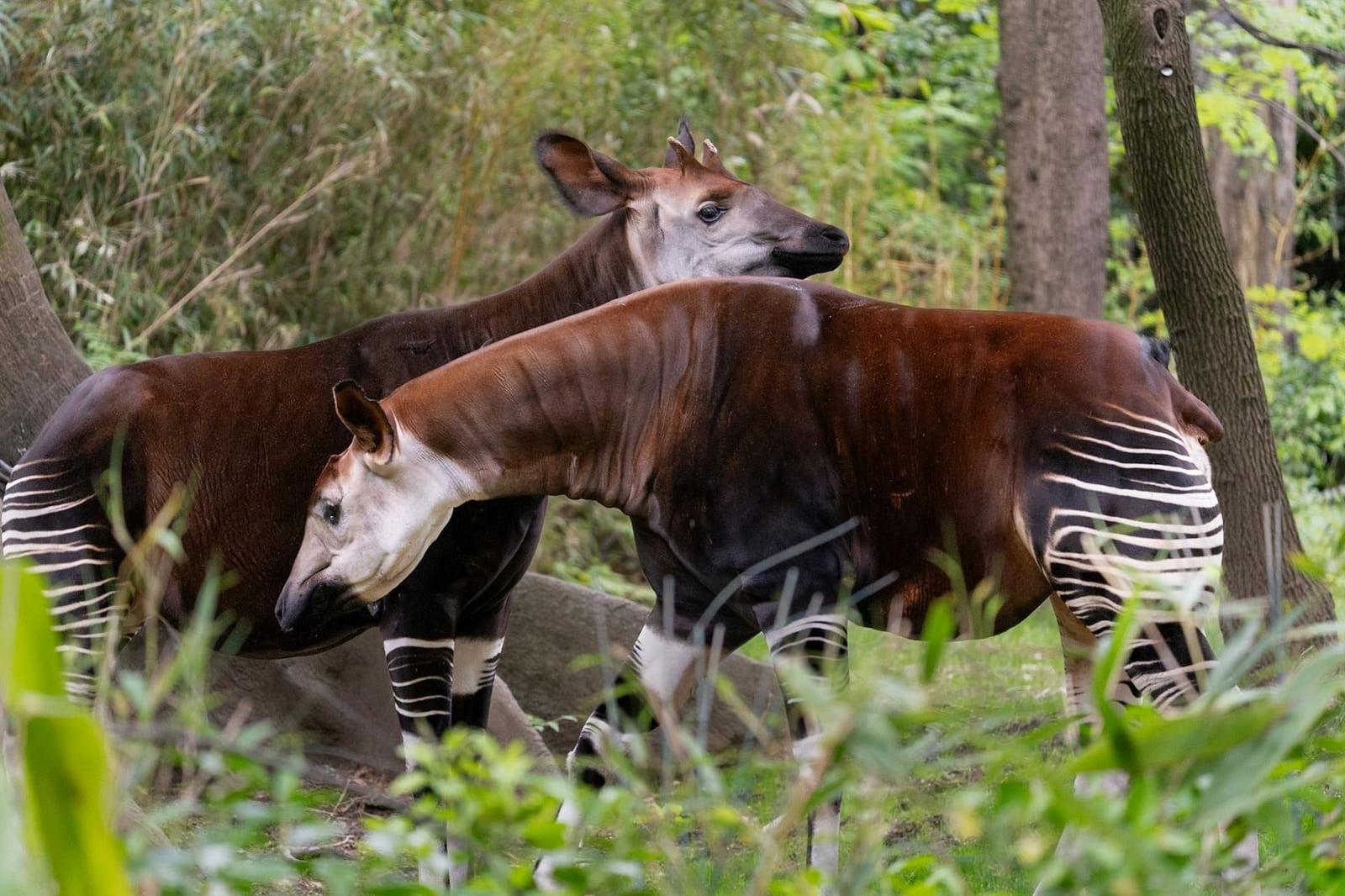 Okapi Wildlife Reserve, DR Congo
