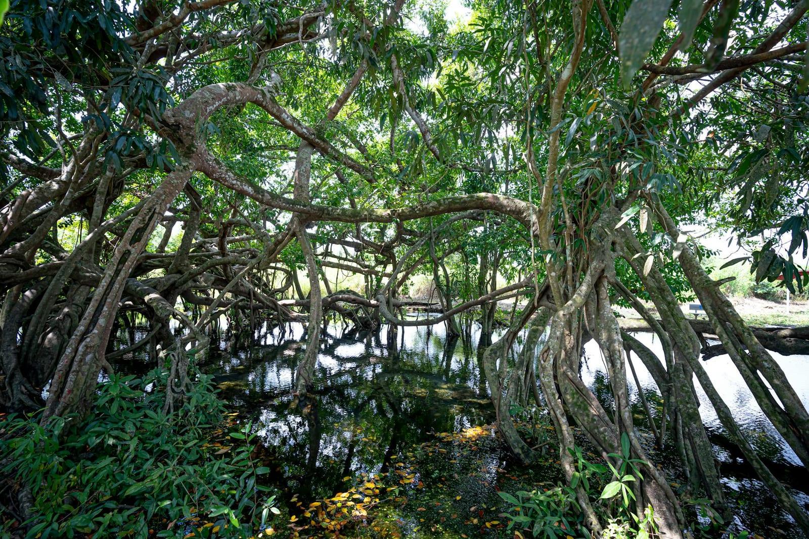 Mangroves National Park, DR Congo
