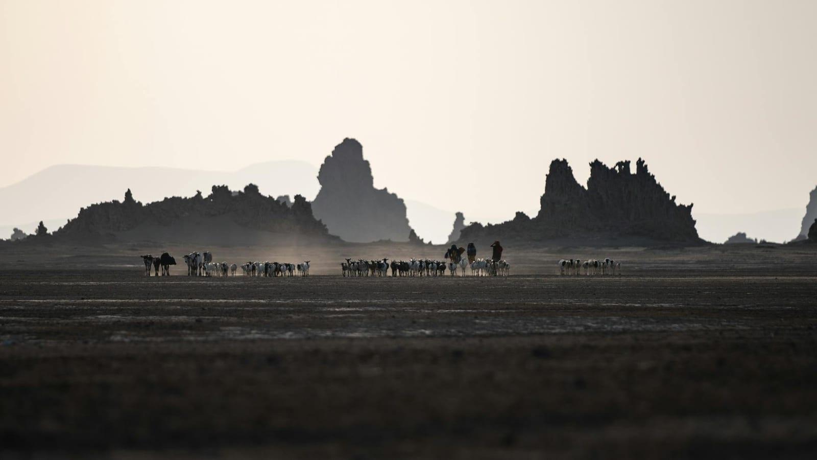Lake Abbe, Djibouti