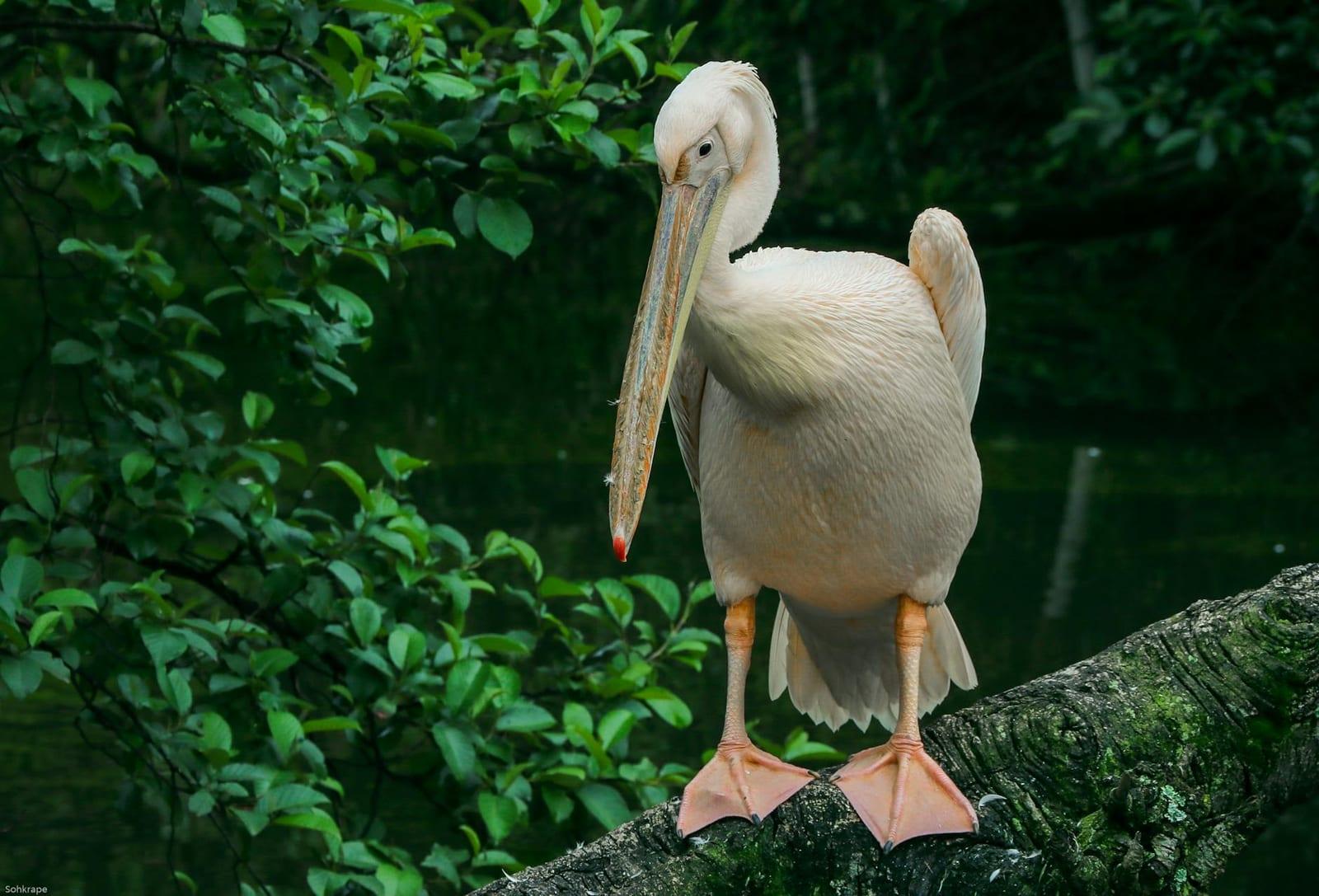 Ivindo National Park, Gabon