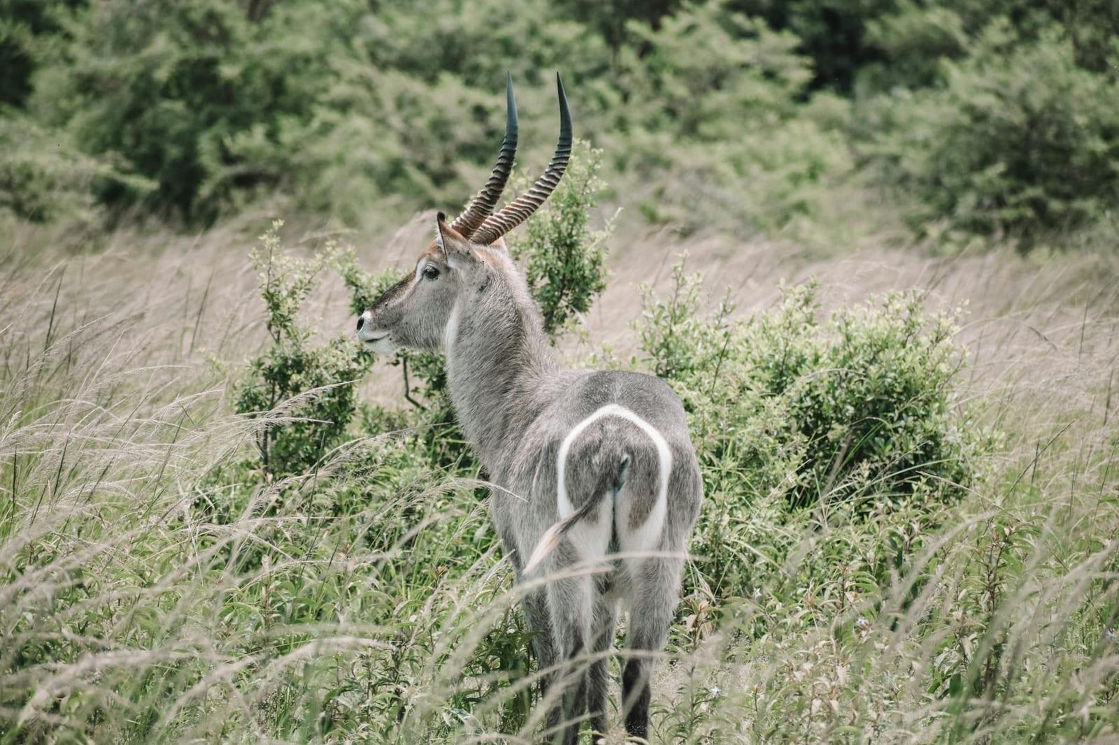 Loango National Park, Gabon