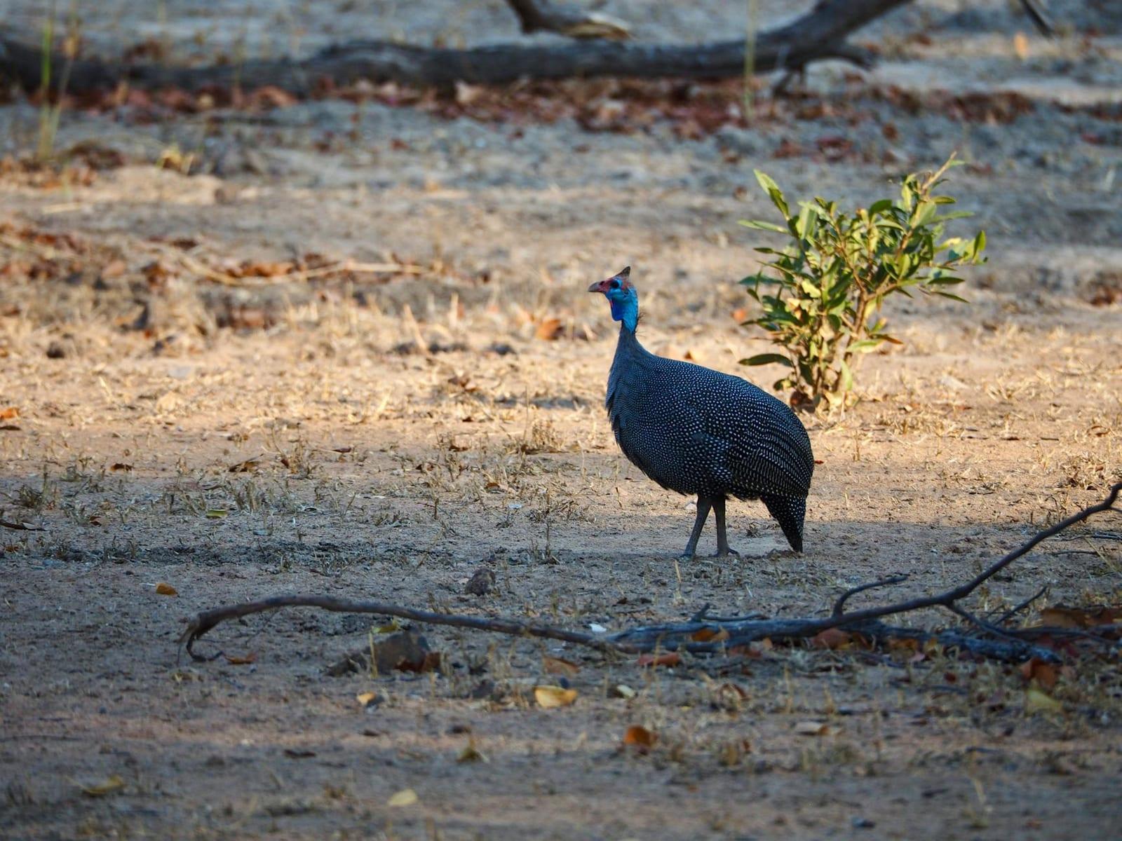 Tai National Park, Guinea-Bissau