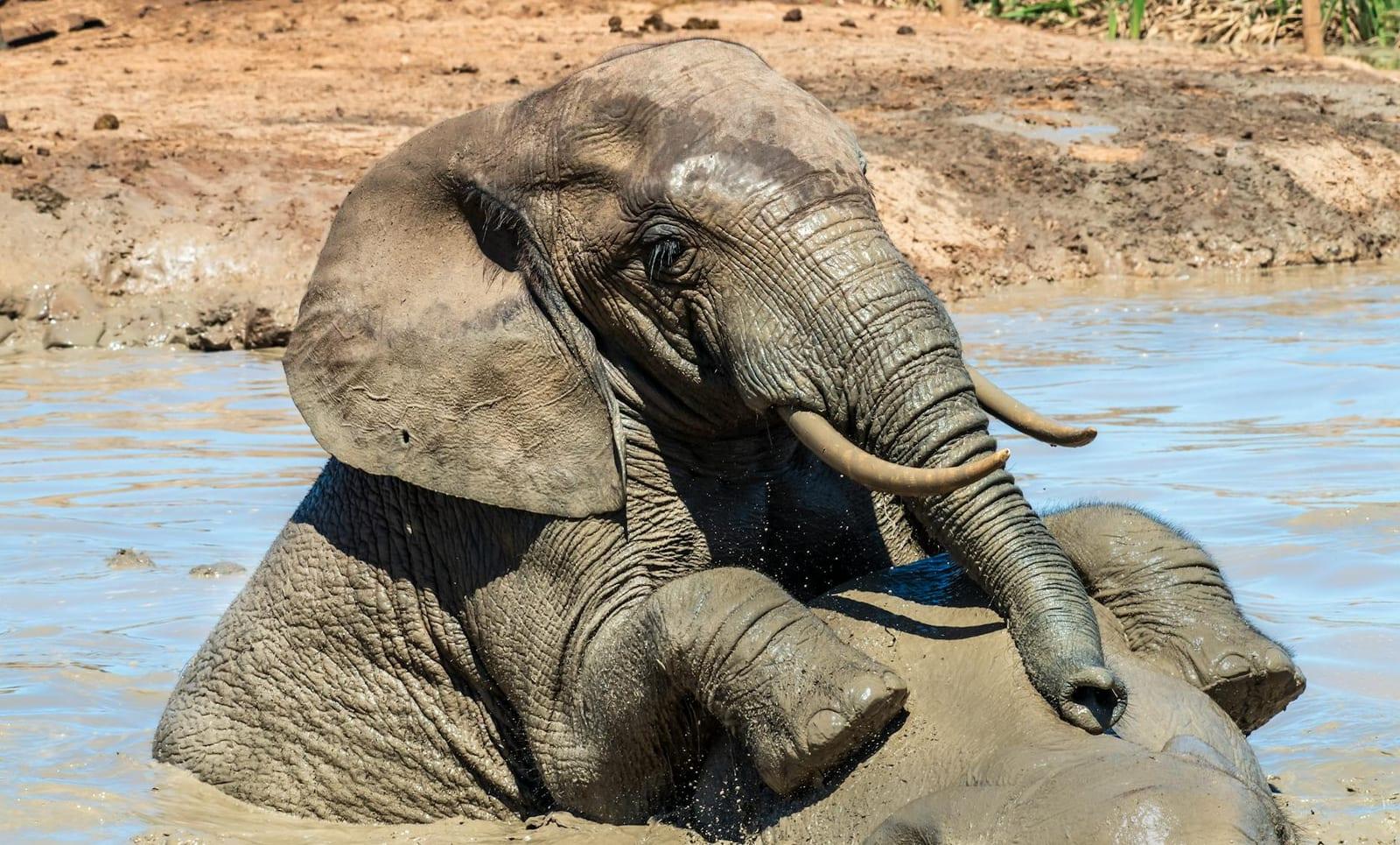 Gourma Elephant Faunal Reserve, Mali