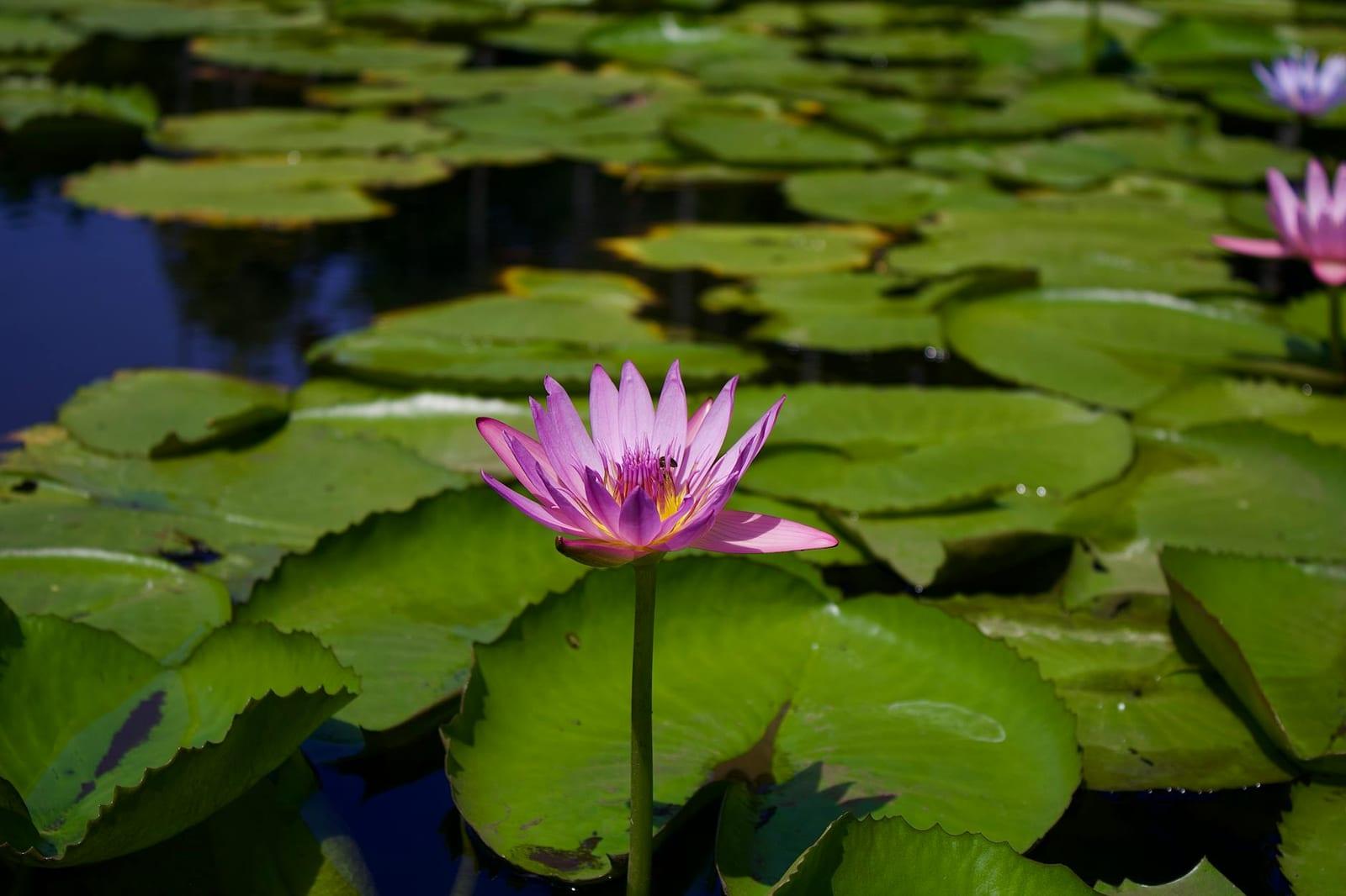 Pamplemousses Botanical Garden, Mauritius