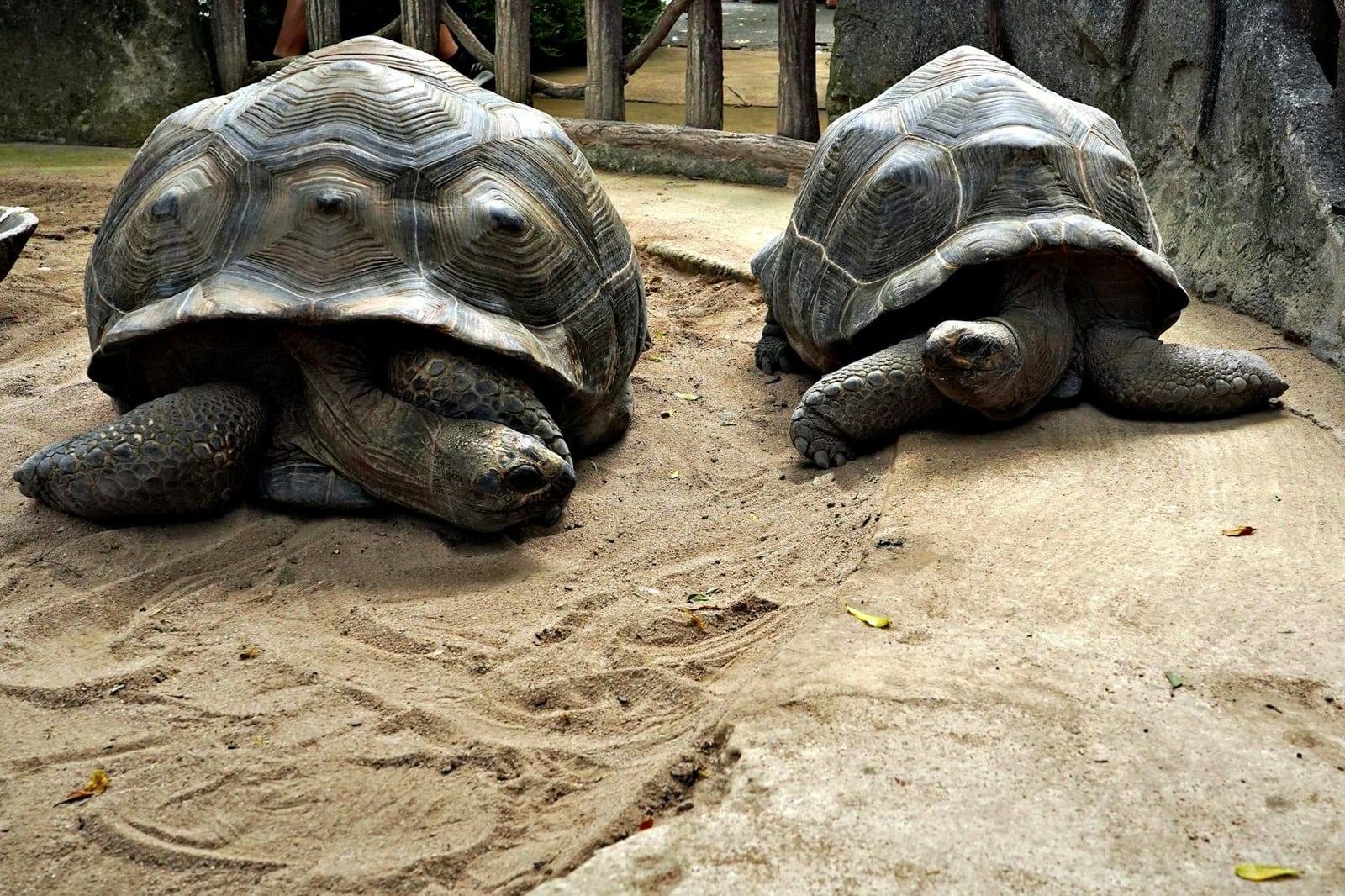 Natural History Museum, Mauritius
