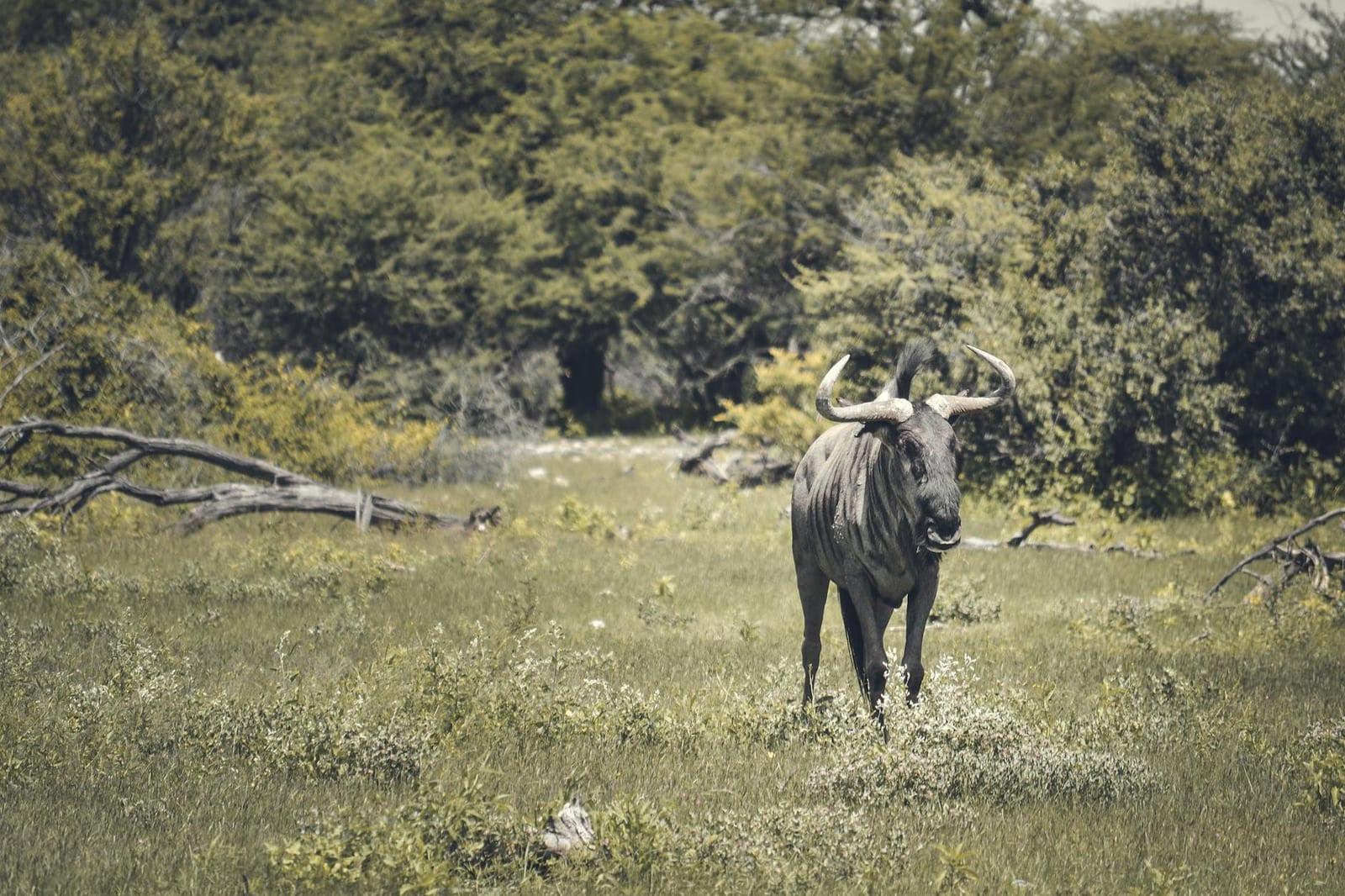 Mudumu National Park, Namibia