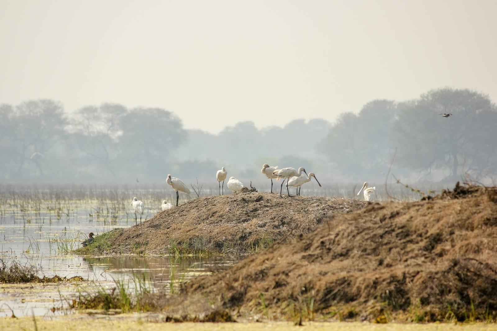 Djoudj National Bird Sanctuary, Senegal
