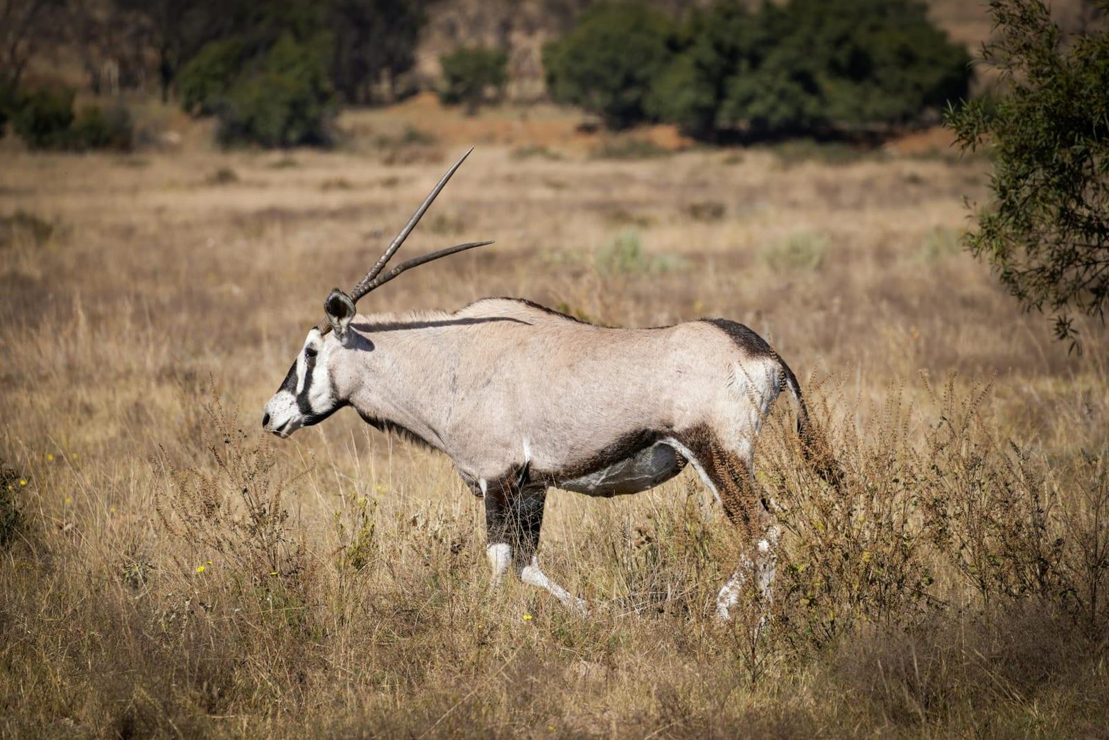 Kalahari Gemsbok National Park, South Africa