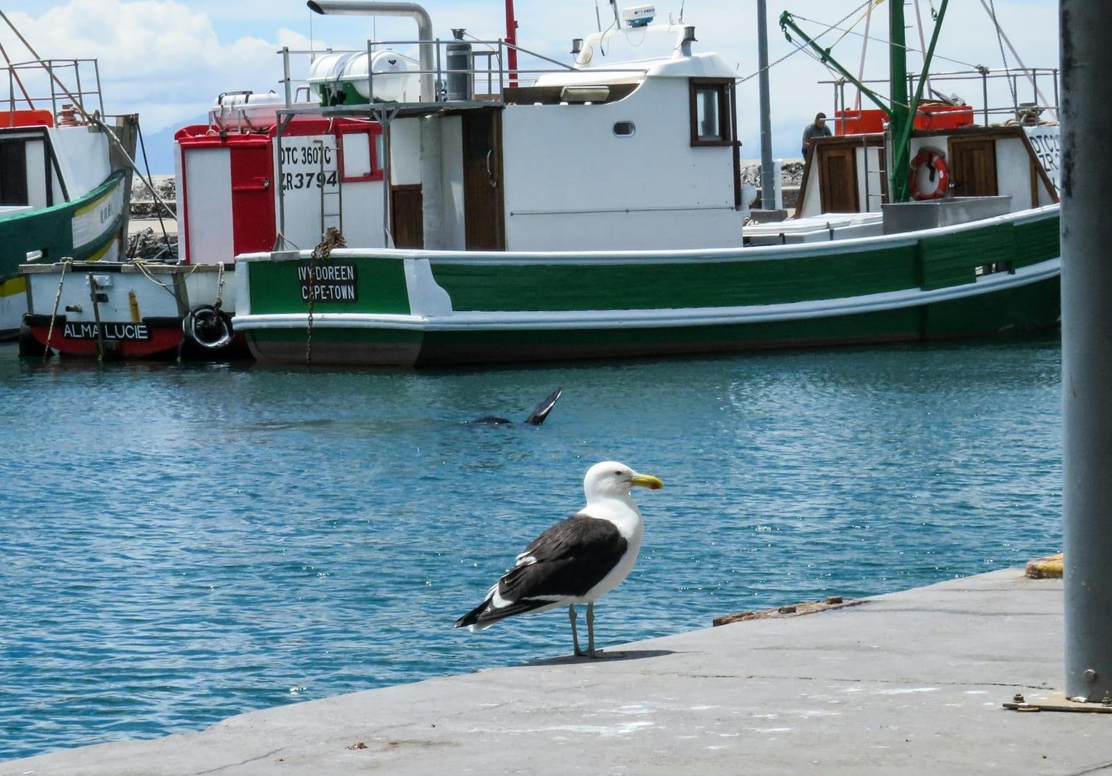 Gansbaai, South Africa
