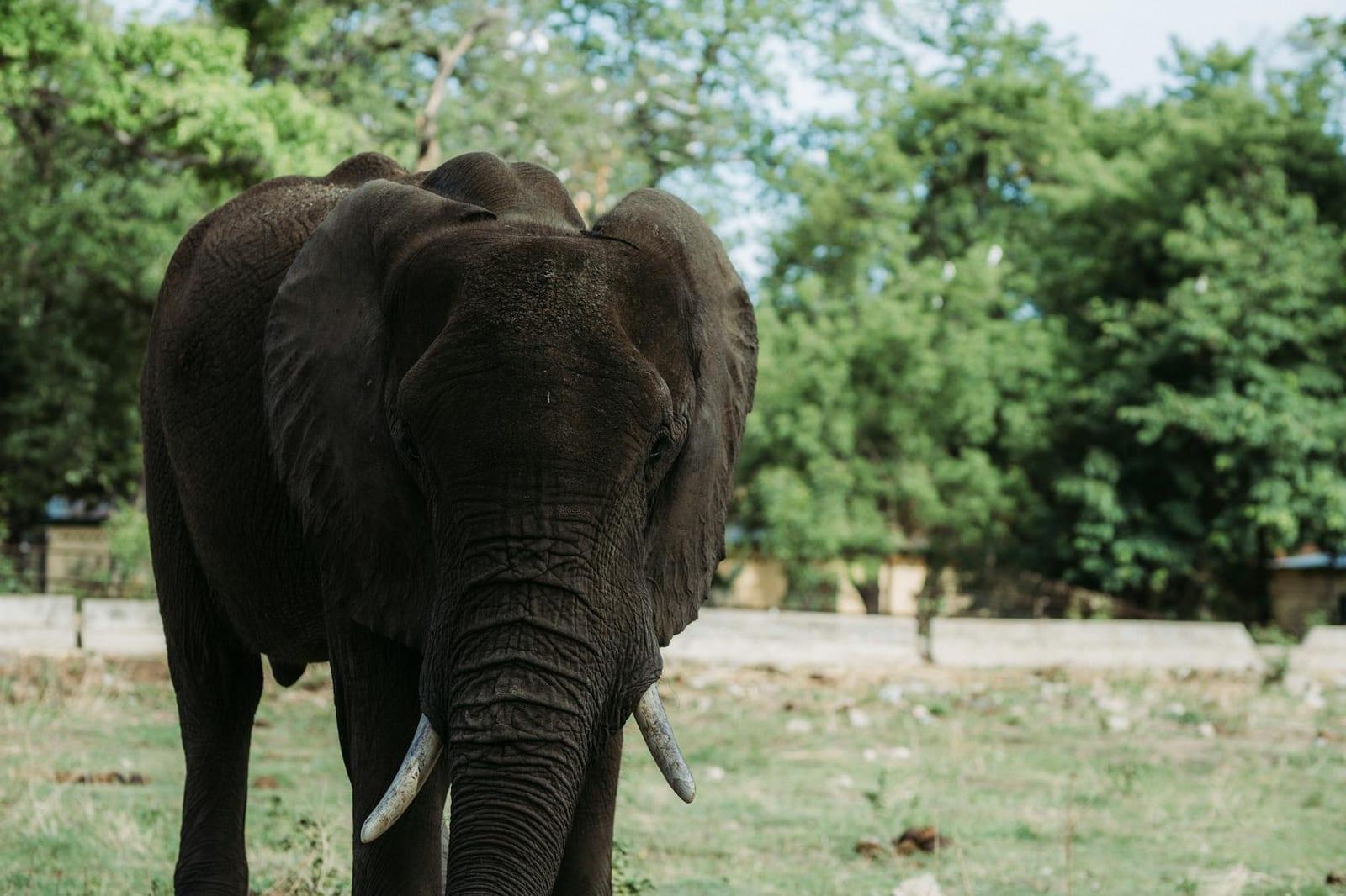 Boma National Park, South Sudan