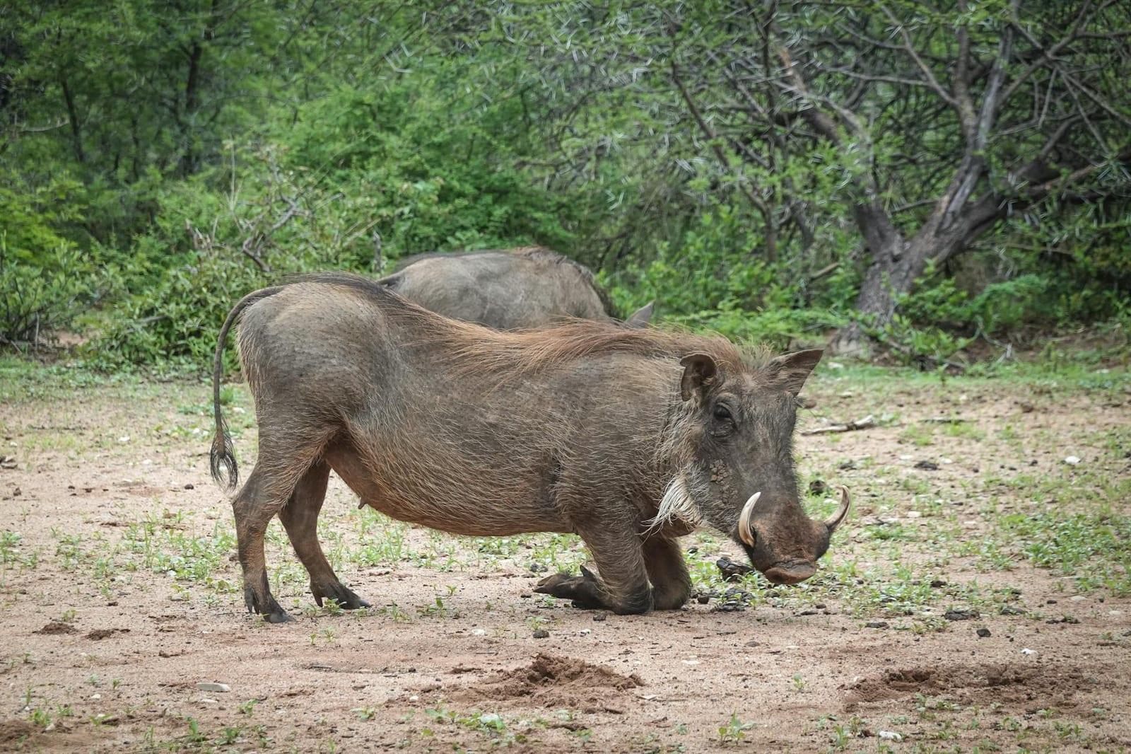Malolotja Nature Reserve, Eswatini
