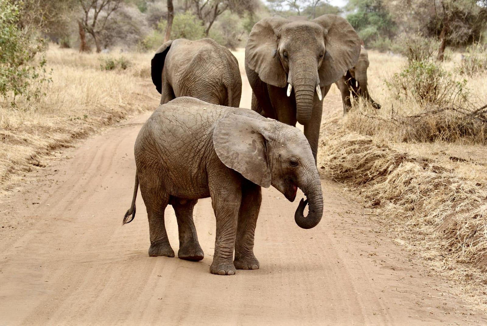Tarangire National Park, Tanzania