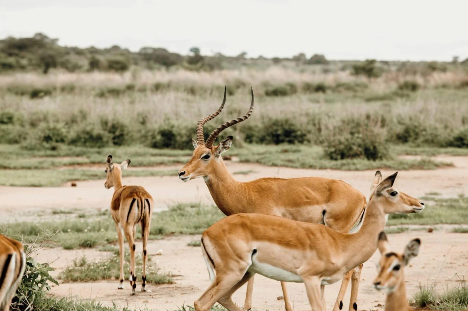 Selous Game Reserve, Tanzania
