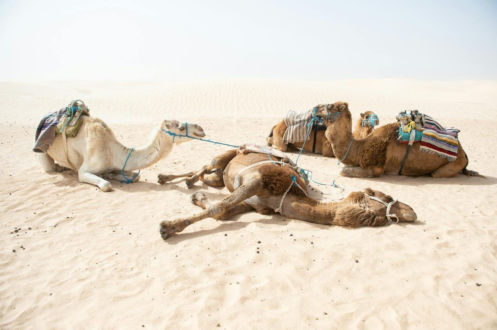 Grand Erg Oriental, Tunisia
