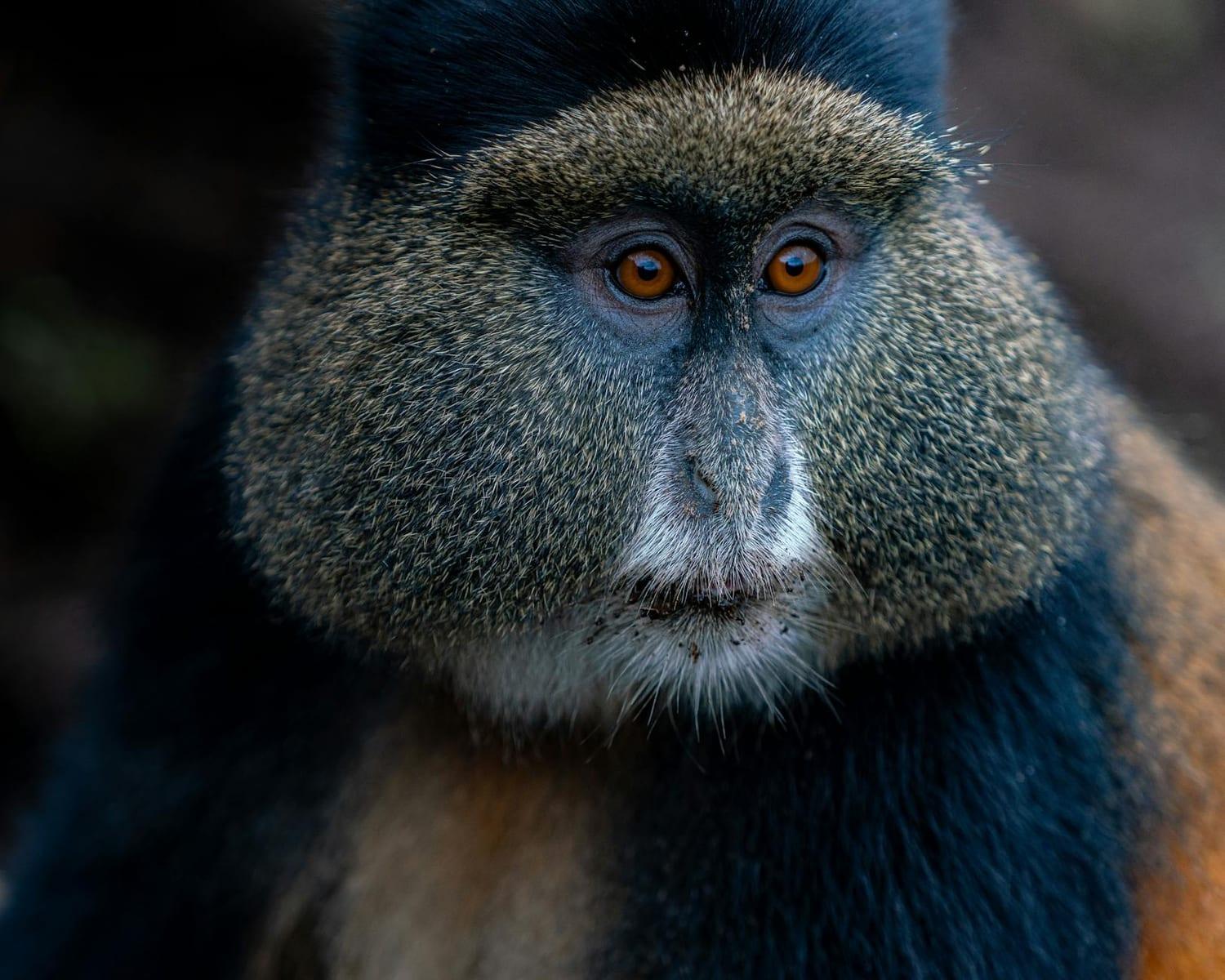 Rwenzori Mountains, Uganda