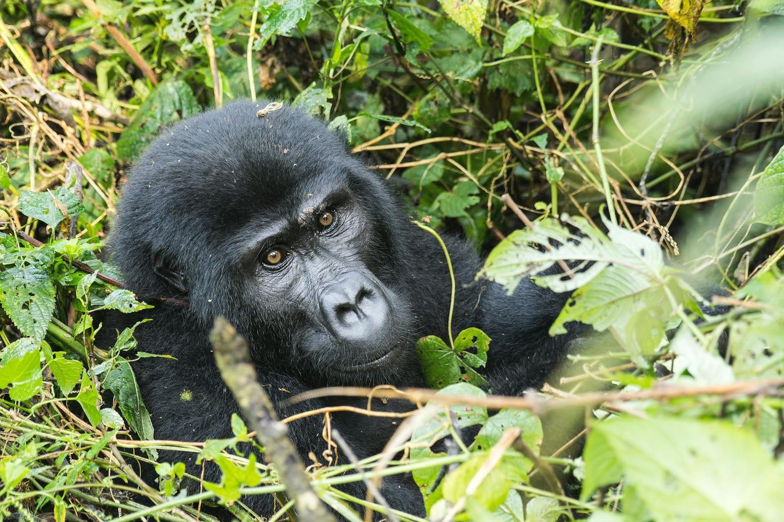 Mgahinga Gorilla National Park, Uganda