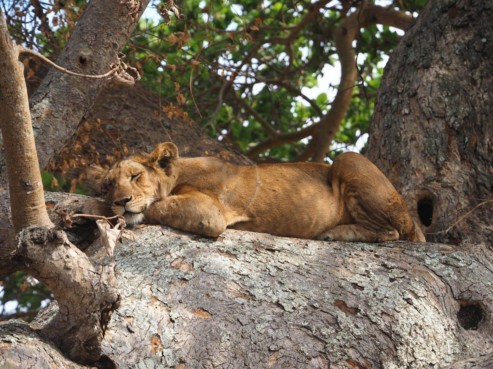 Queen Elizabeth National Park, Uganda