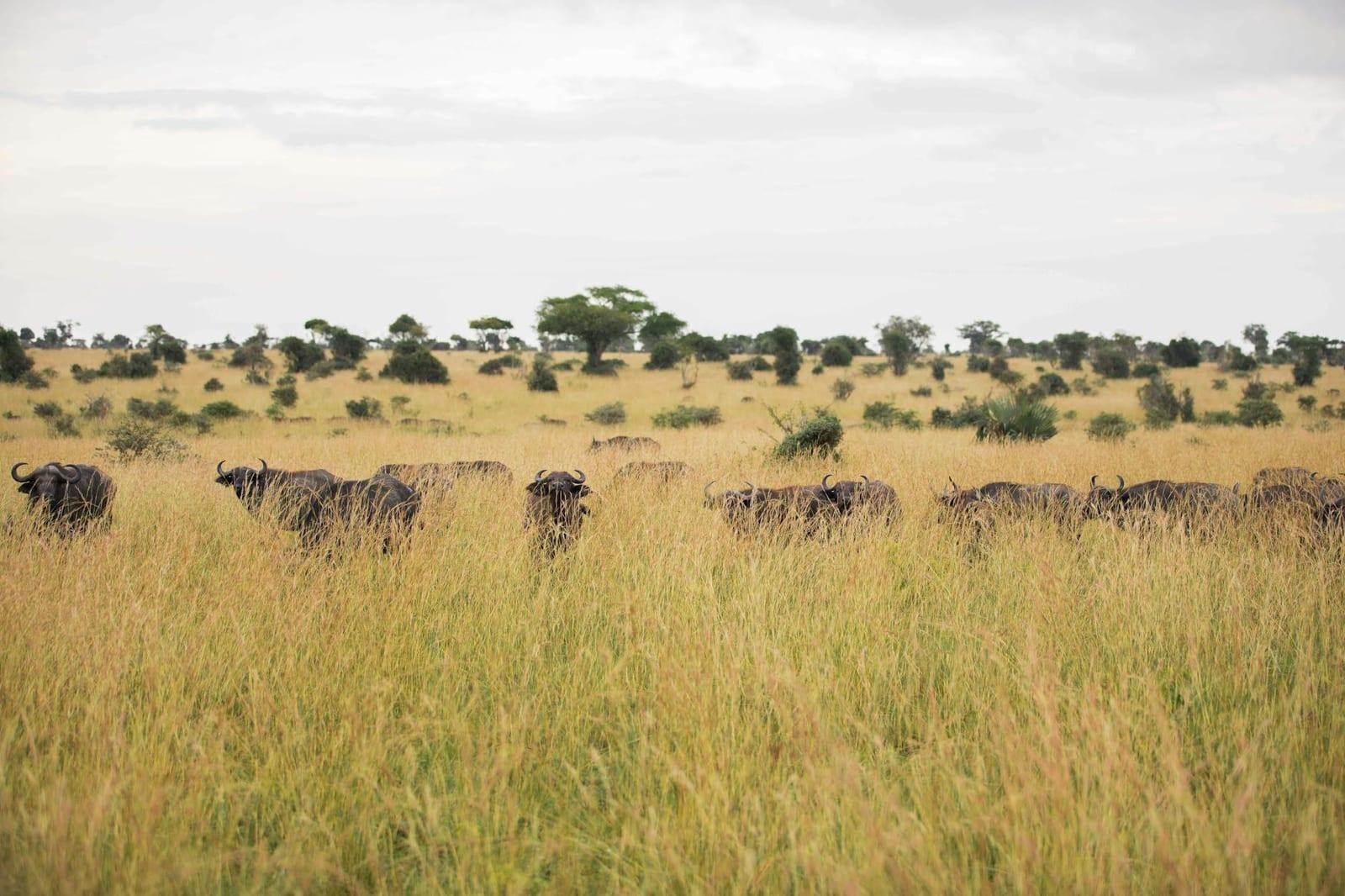 Kidepo Valley National Park, Uganda
