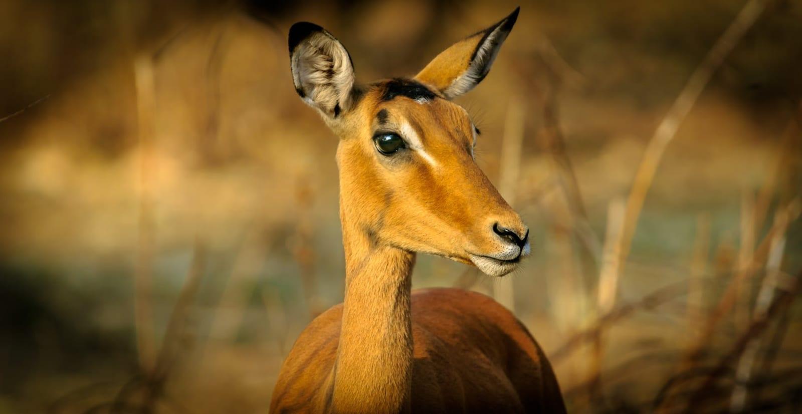 Kafue National Park, Zambia
