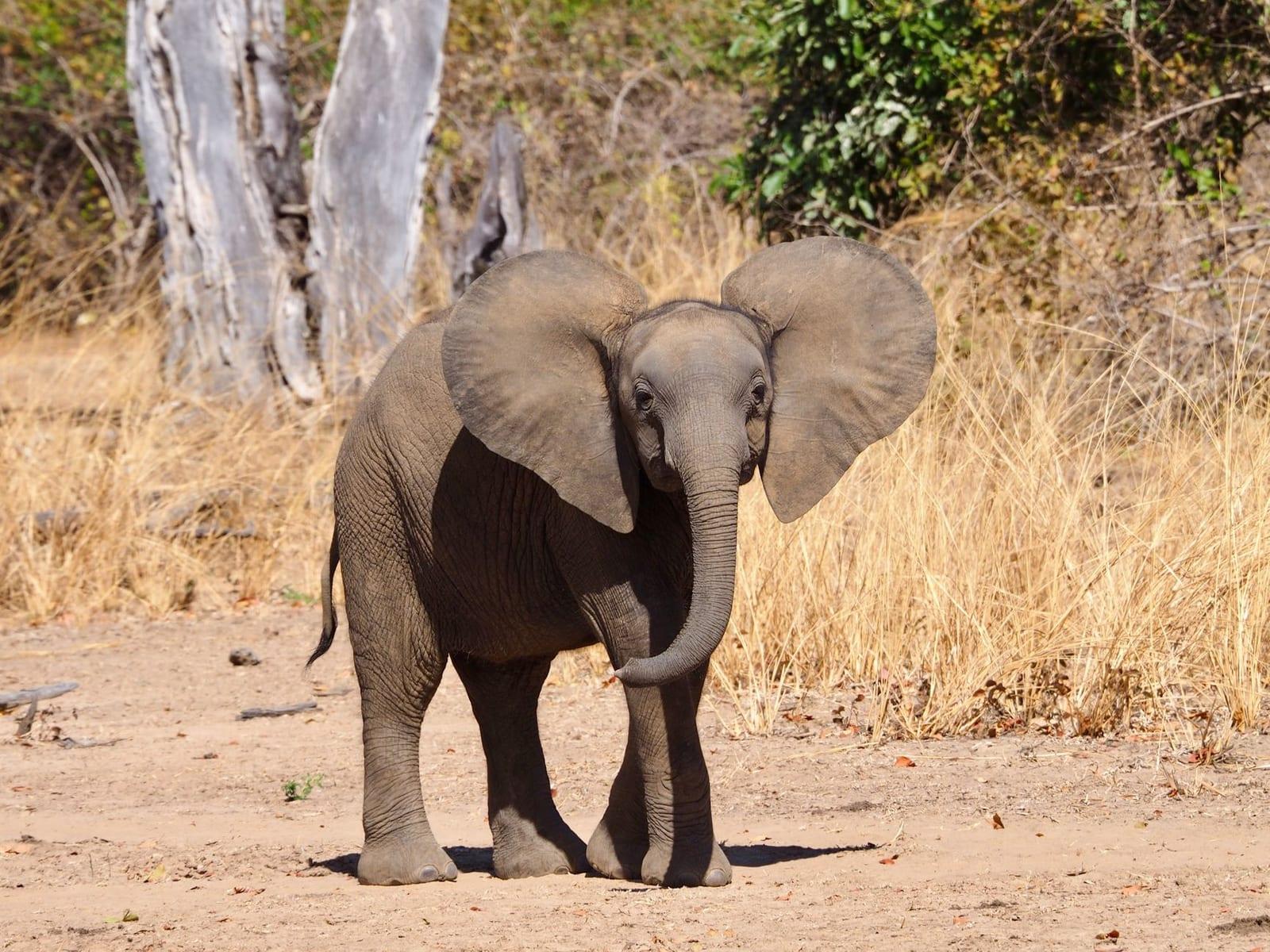 Sioma Ngwezi National Park, Zambia