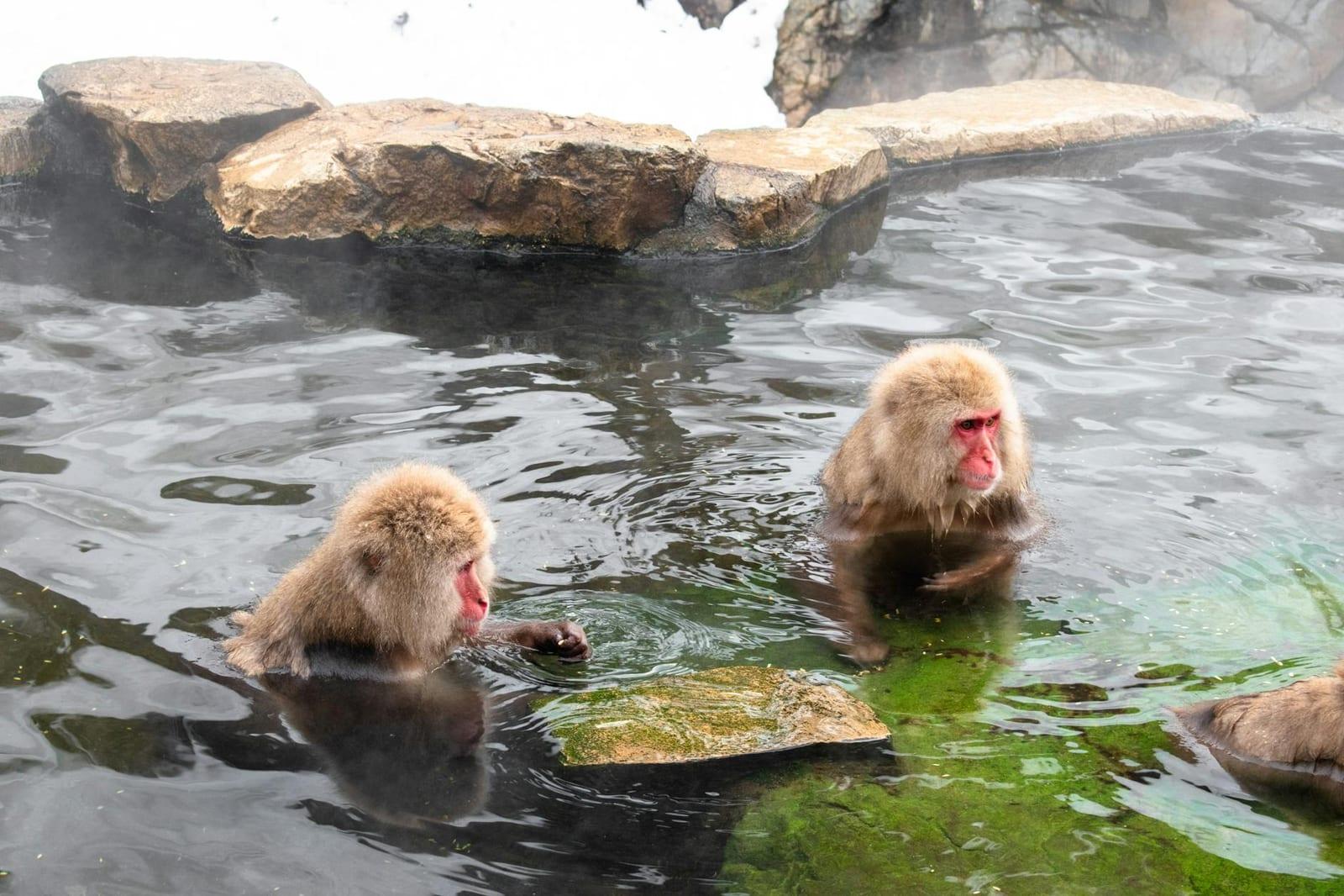 Jigokudani Monkey Park, Japan