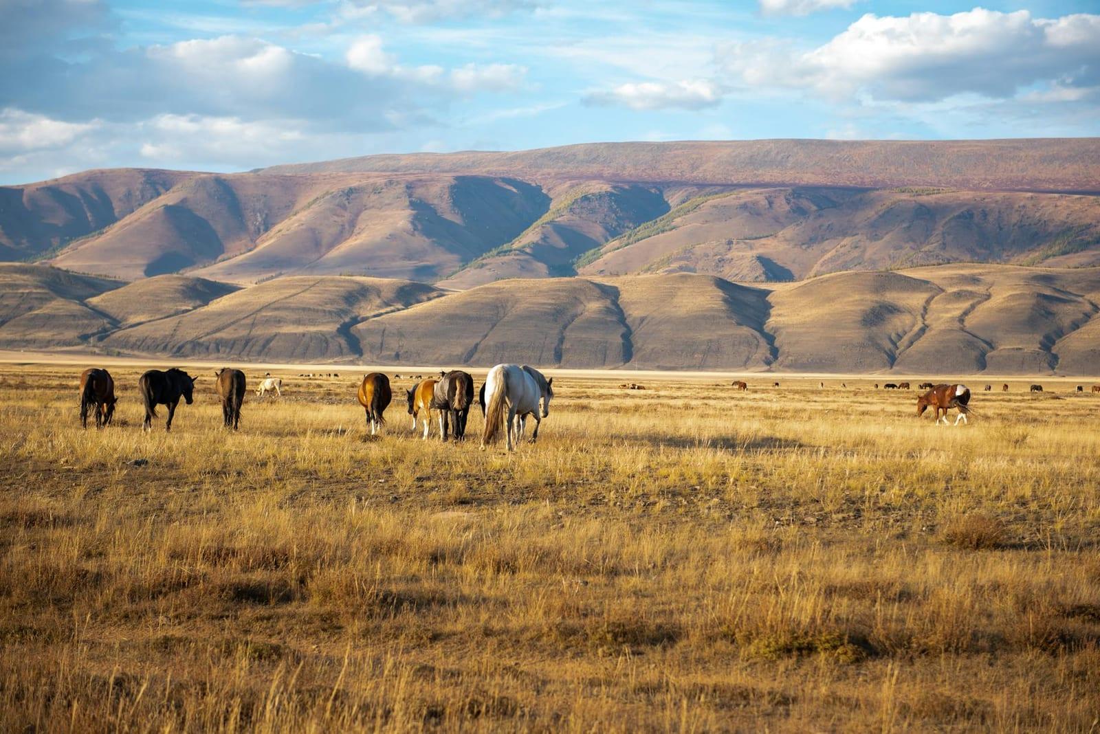 Saimaluu Tash, Kyrgyzstan