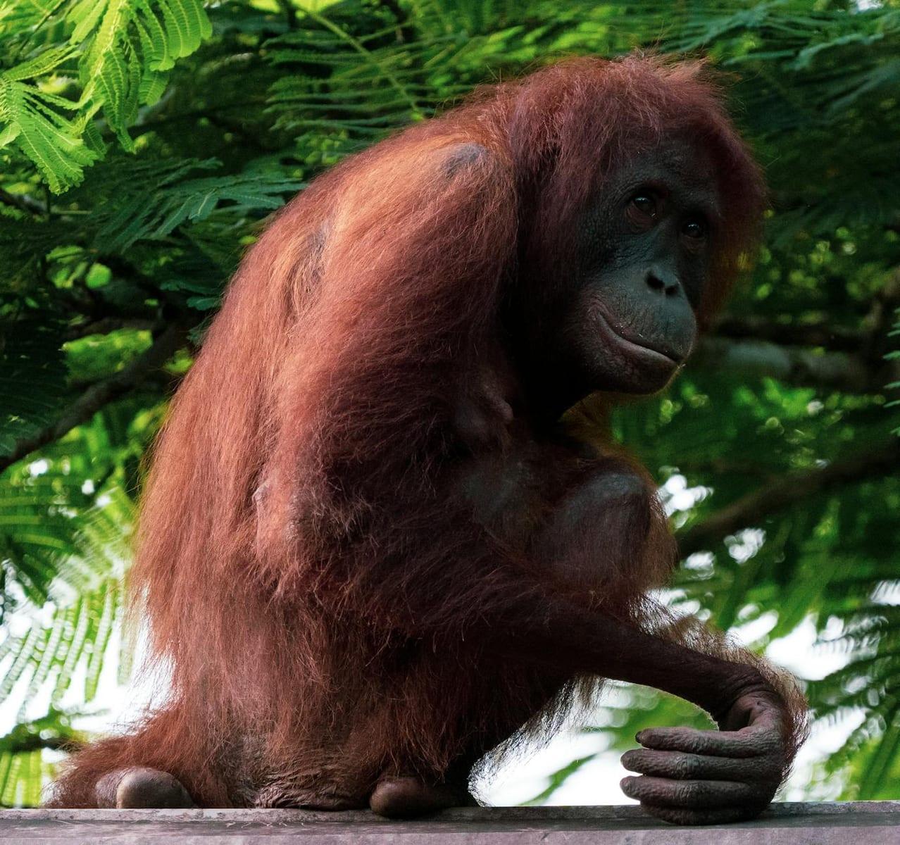 Sepilok Orangutan Rehabilitation Centre (Sabah), Malaysia