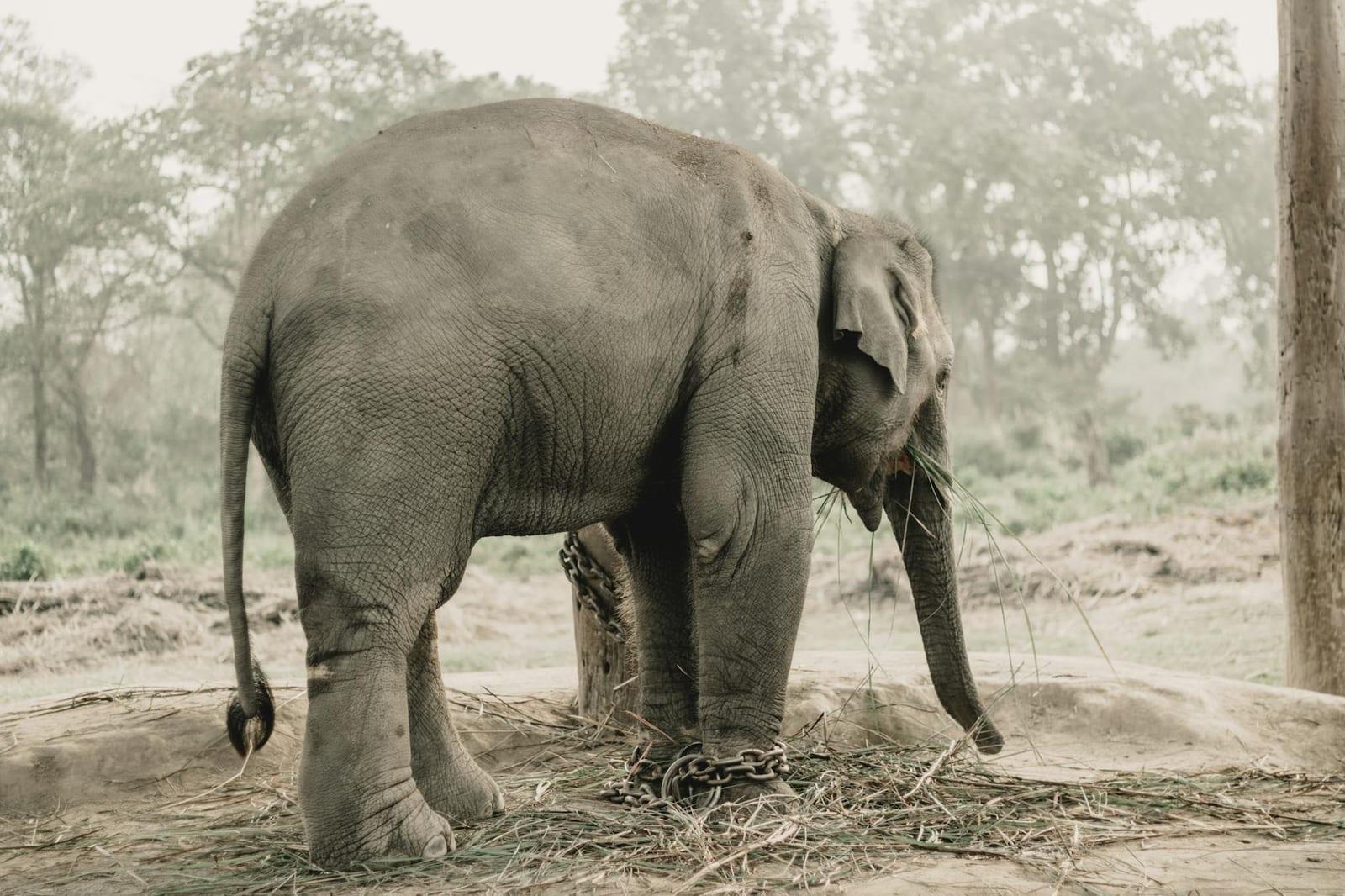 Chitwan National Park, Nepal