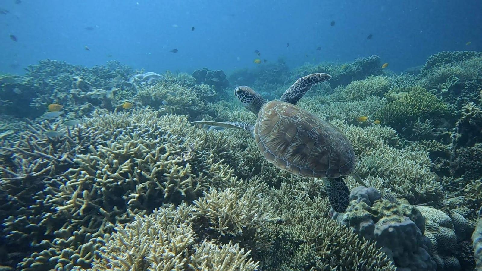 Tubbataha Reefs Natural Park, Philippines