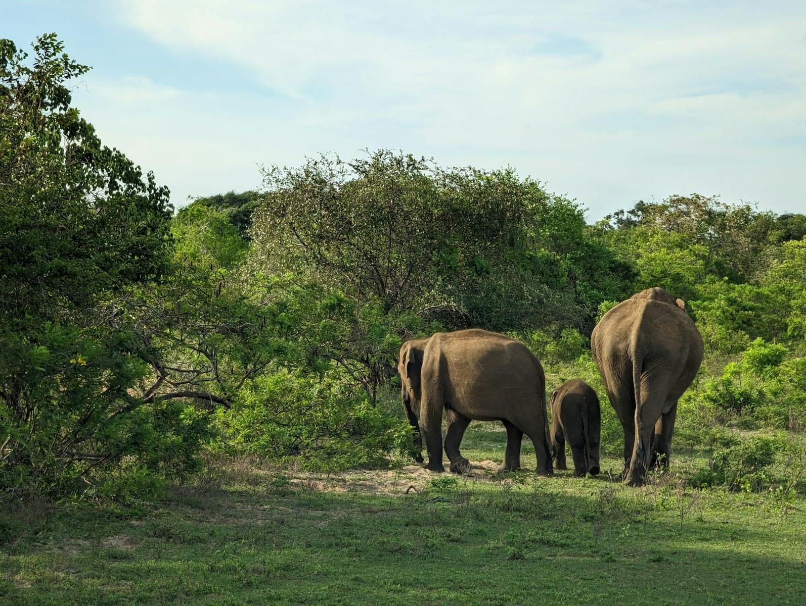 Yala National Park, Sri Lanka