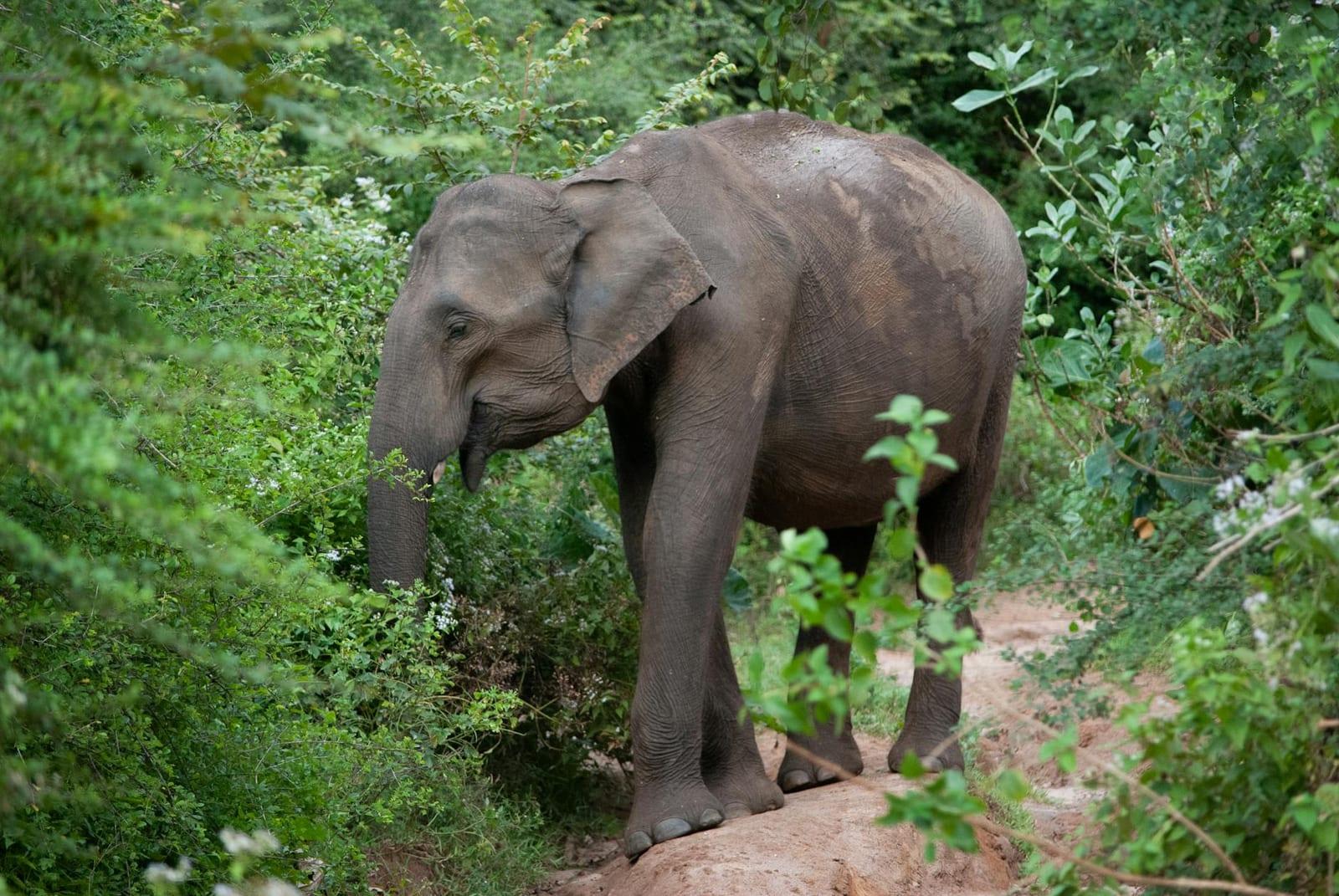 Udawalawe National Park, Sri Lanka