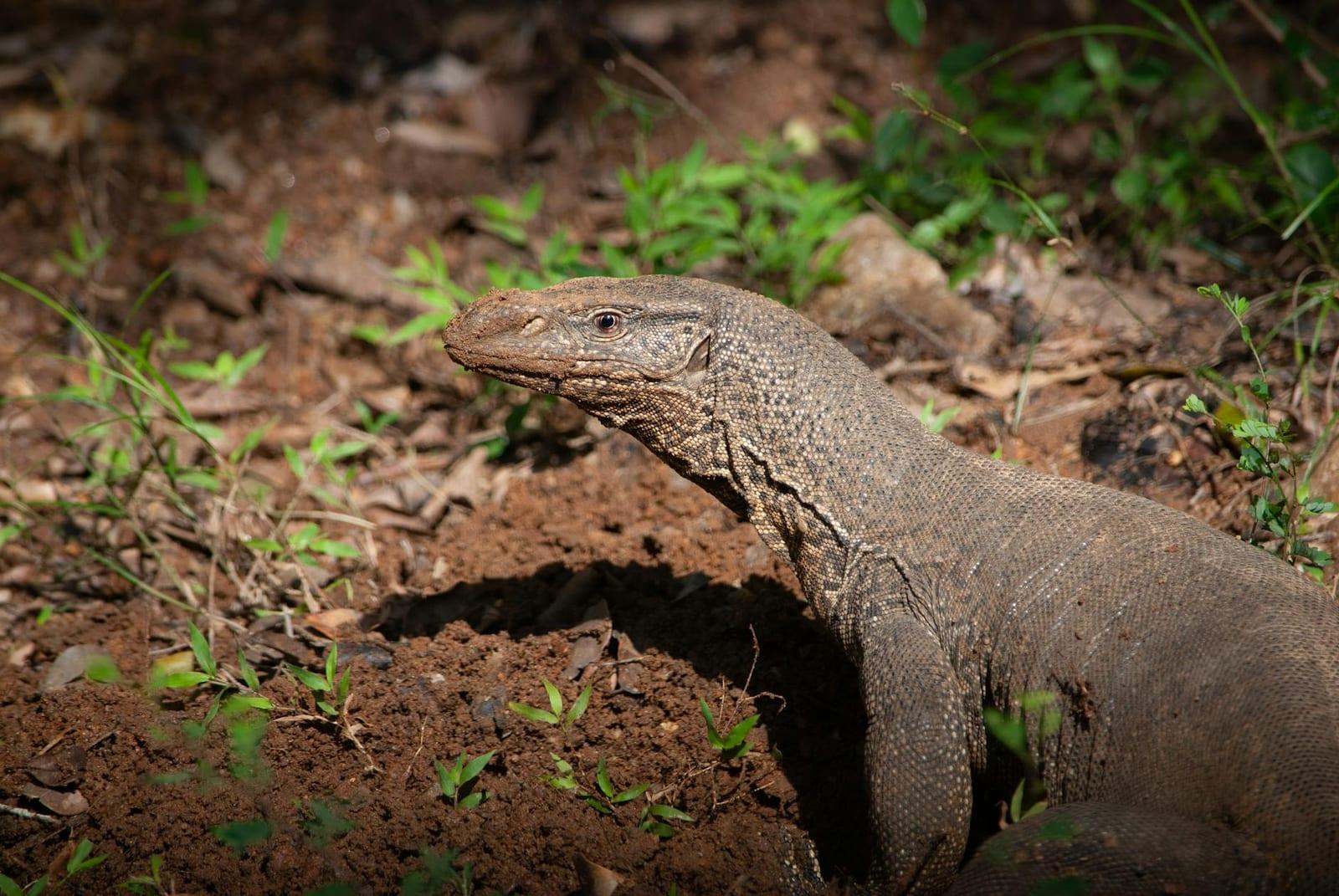 Wilpattu National Park, Sri Lanka