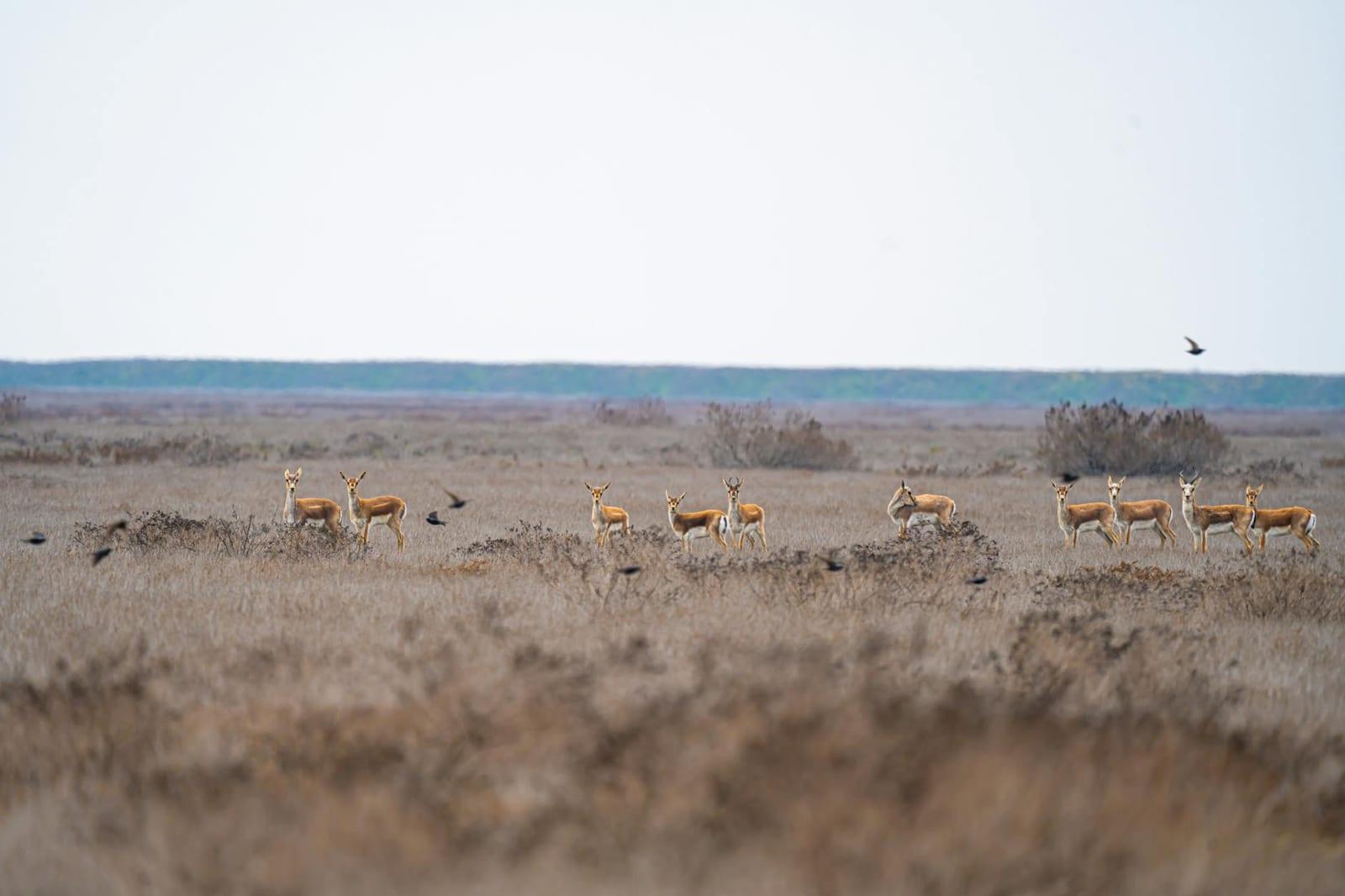 Koytendag Nature Reserve, Turkmenistan