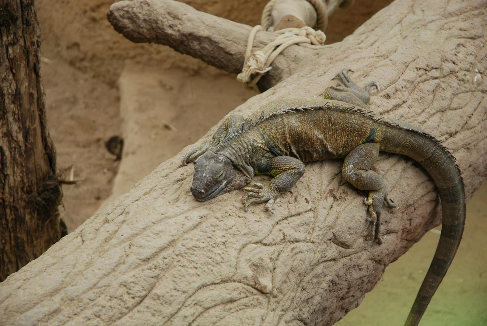 Antwerp Zoo, Belgium