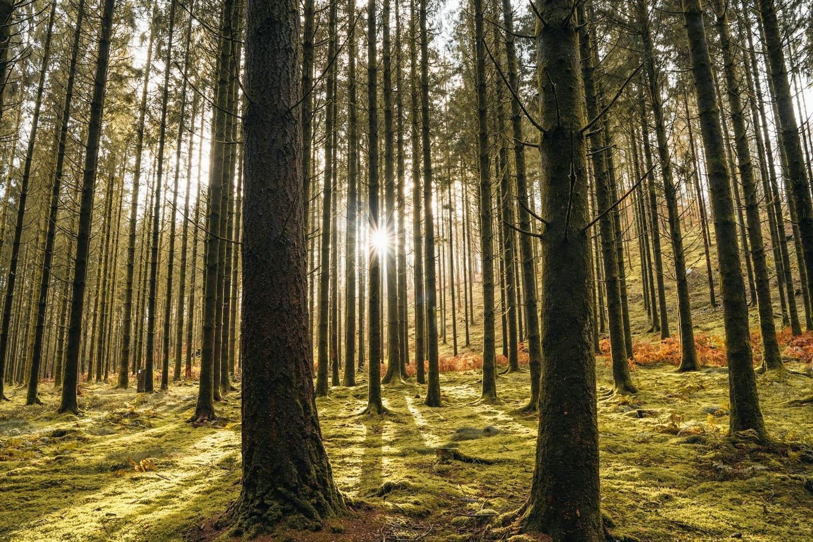 Ardennes Forest, Belgium