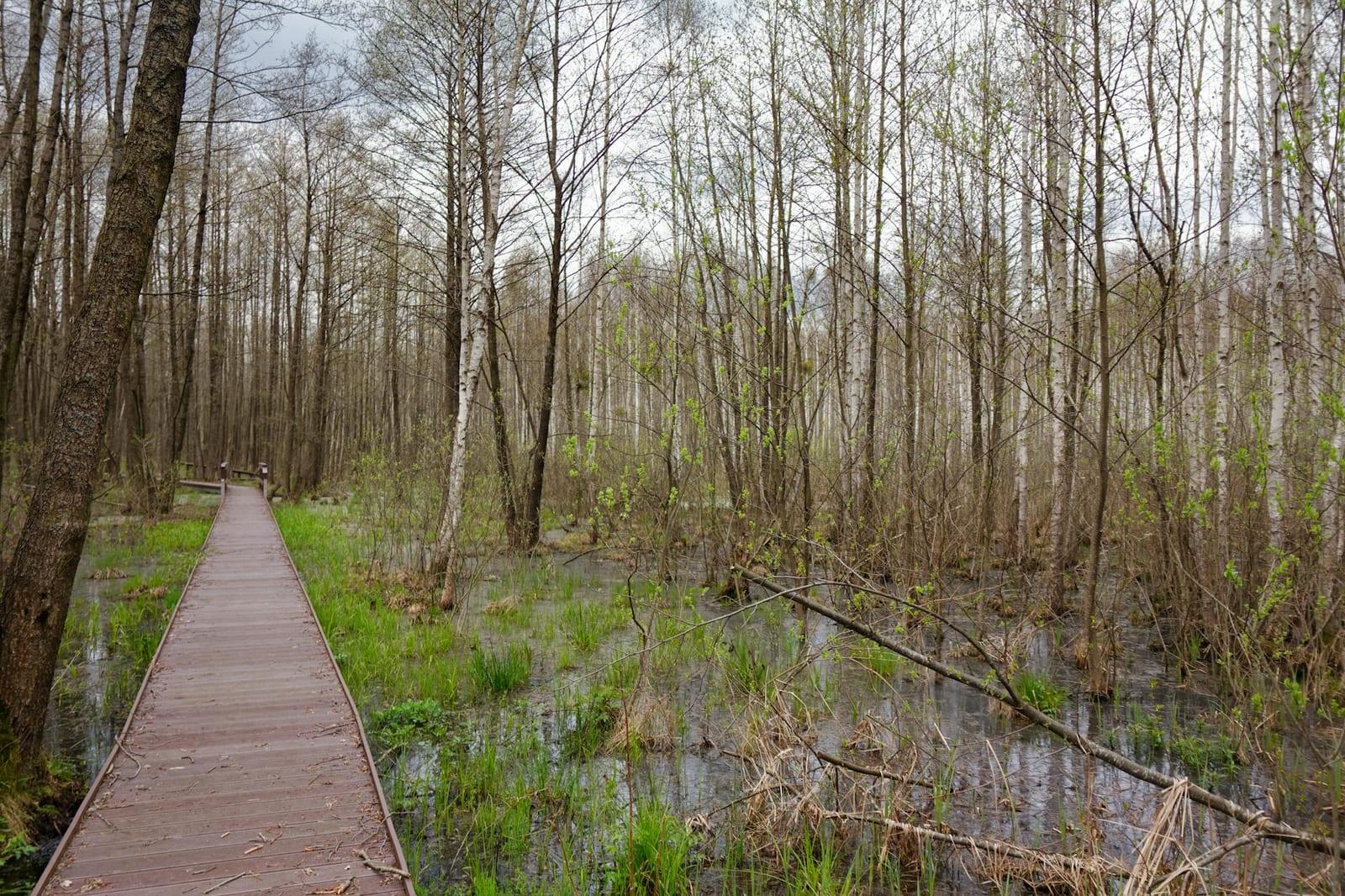 Bialowieza Forest, Poland