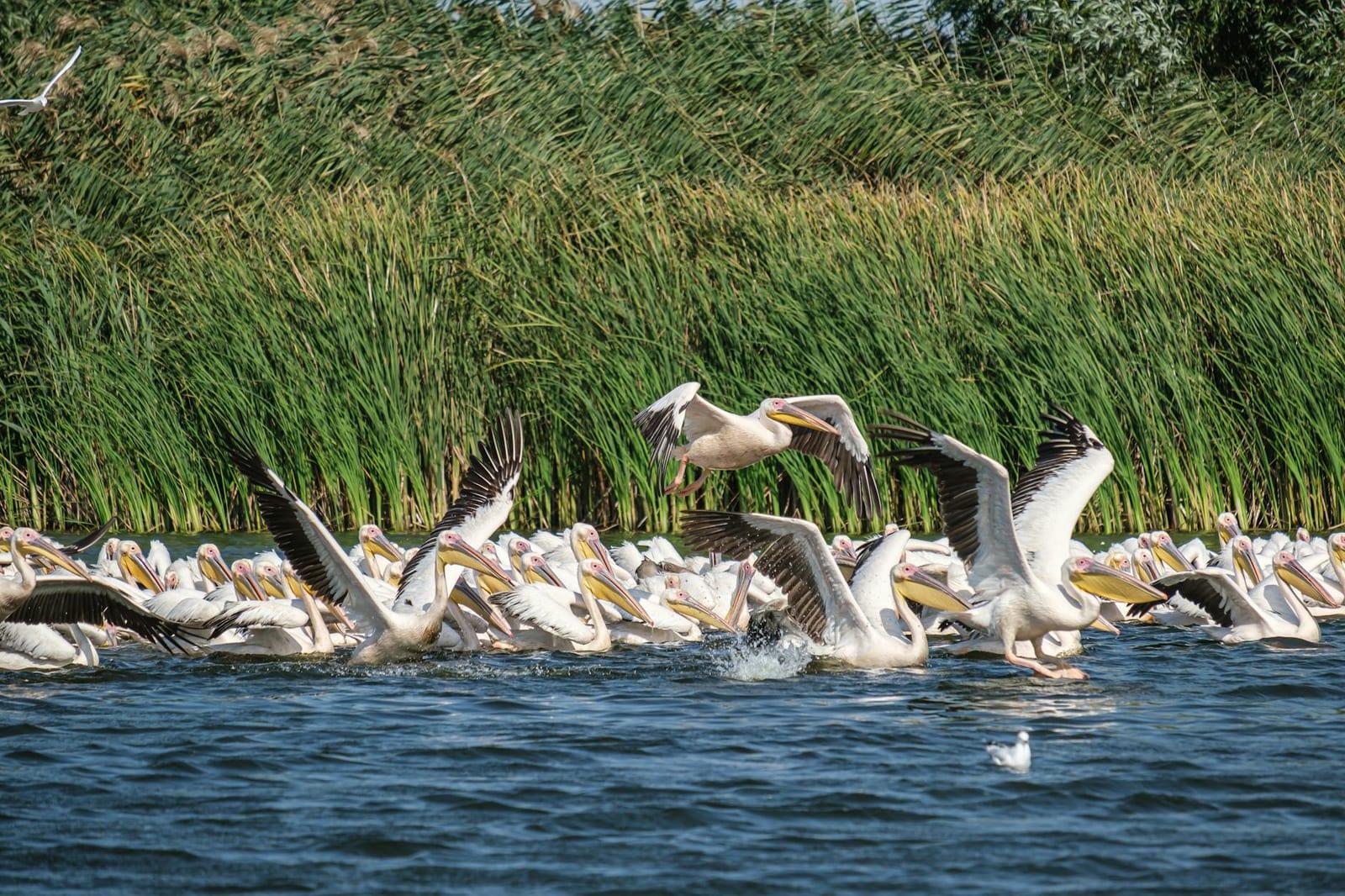 Danube Delta, Romania