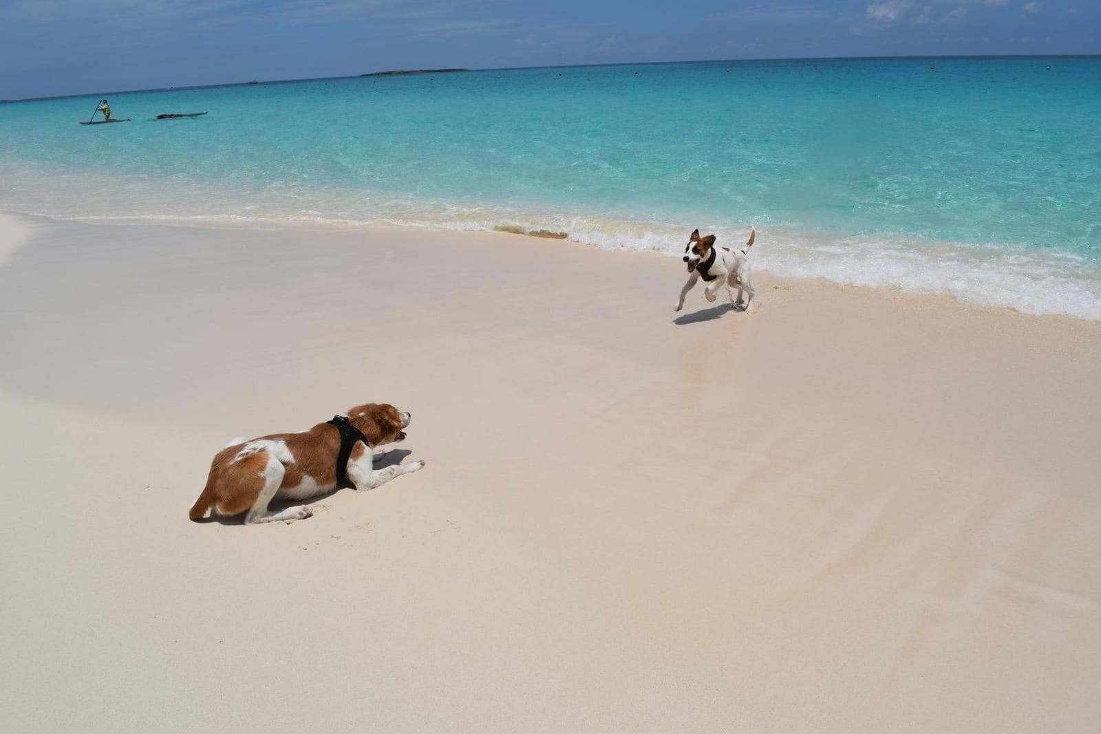Dog Island, Anguilla