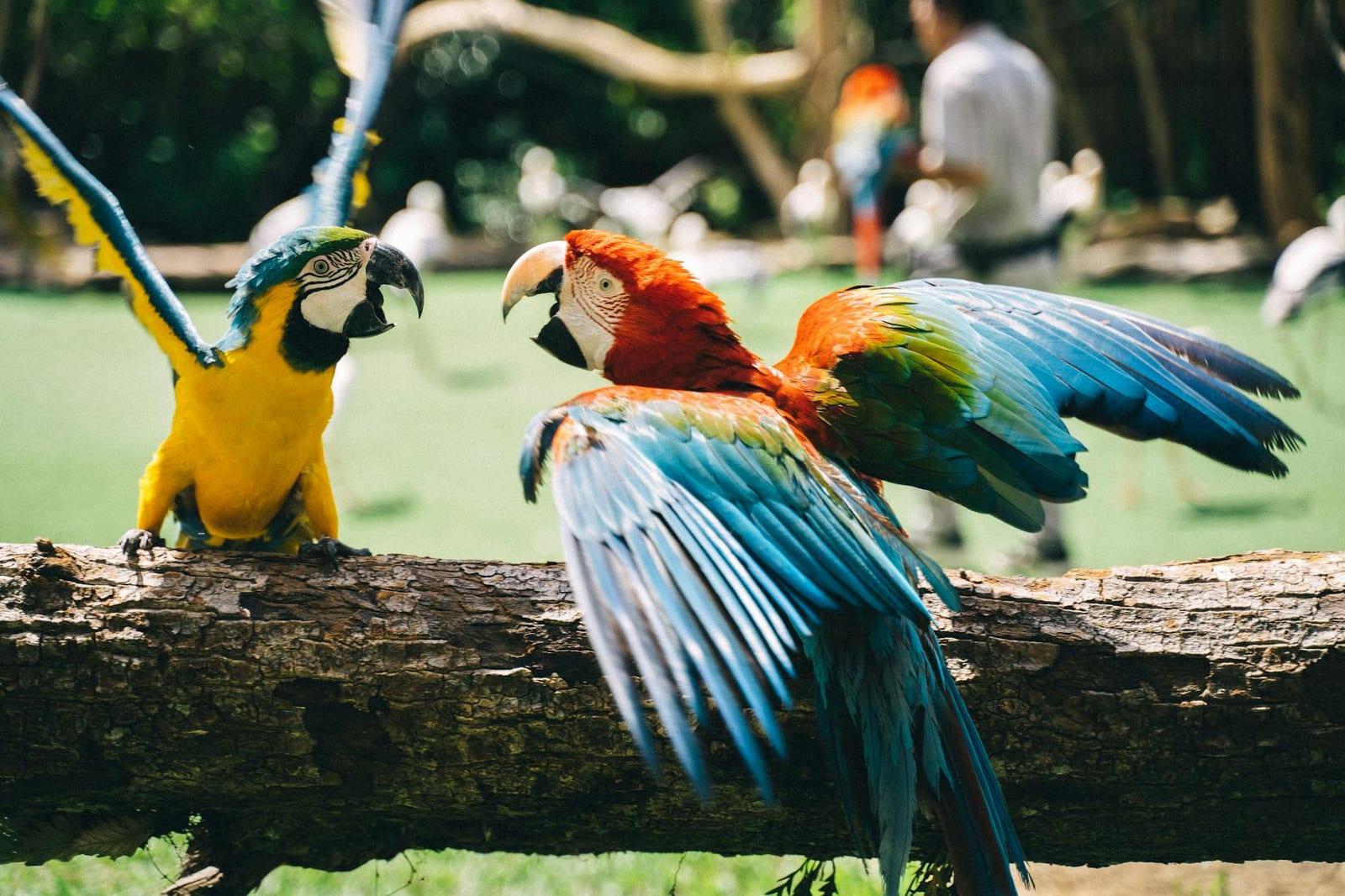 Parrot Reserve, Cayman Islands